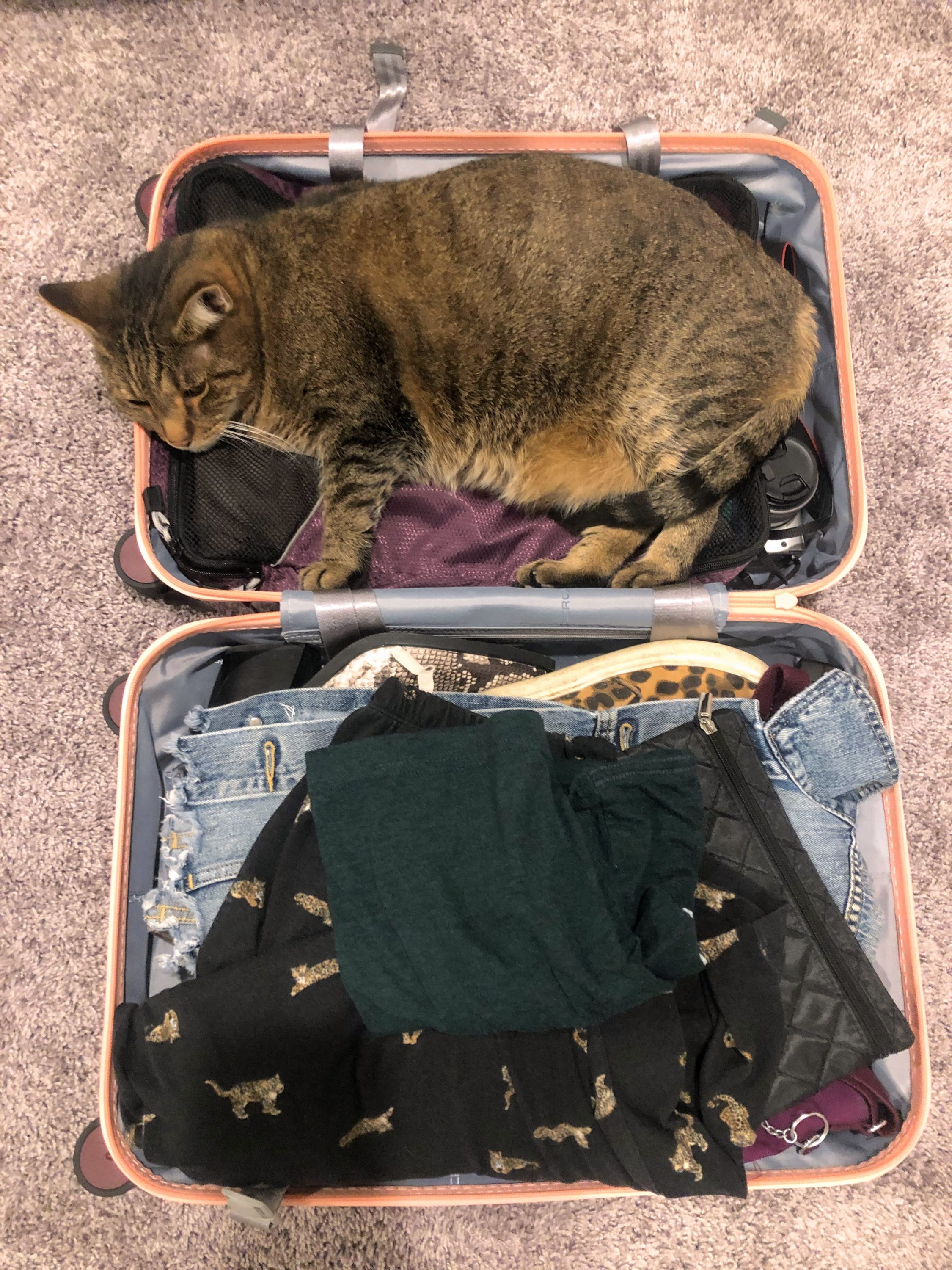 Cat in a suitcase