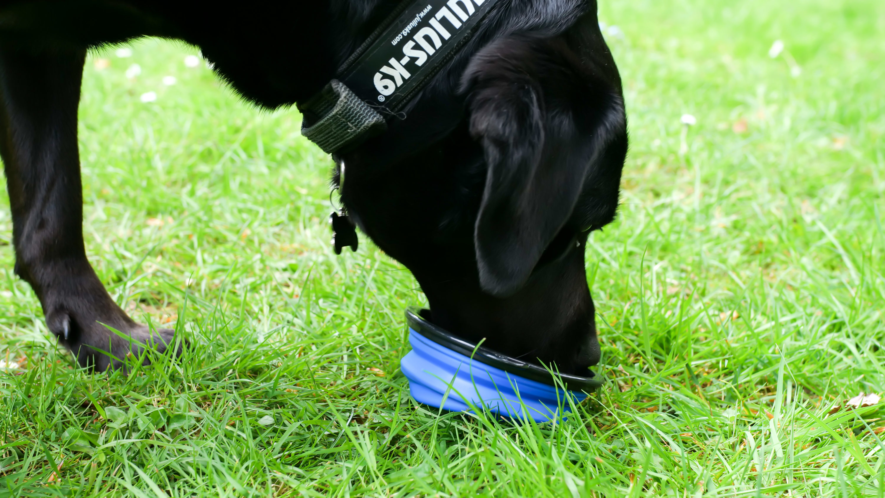 Hiking dog bowl size