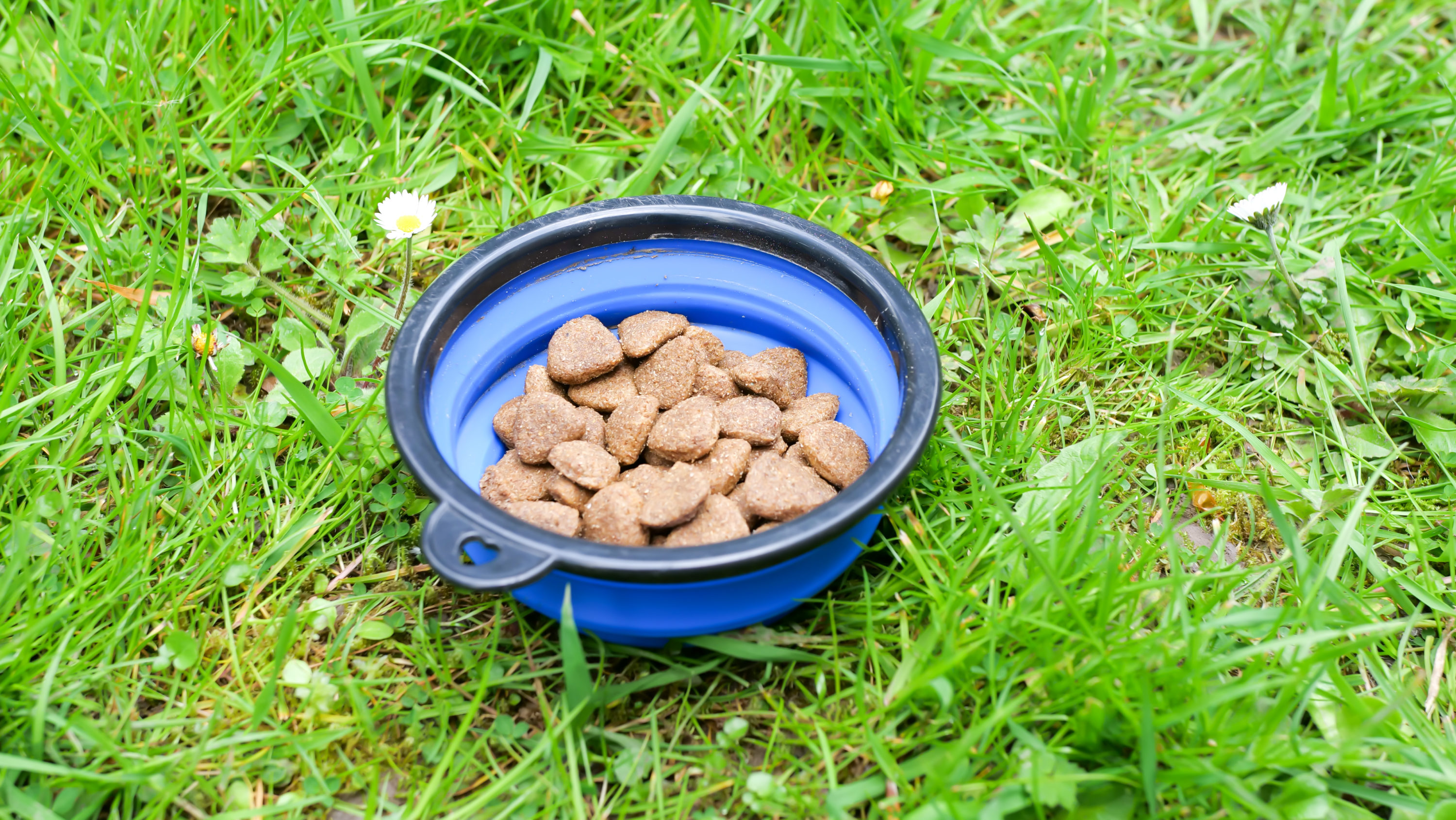 Hikinh dog bowl material
