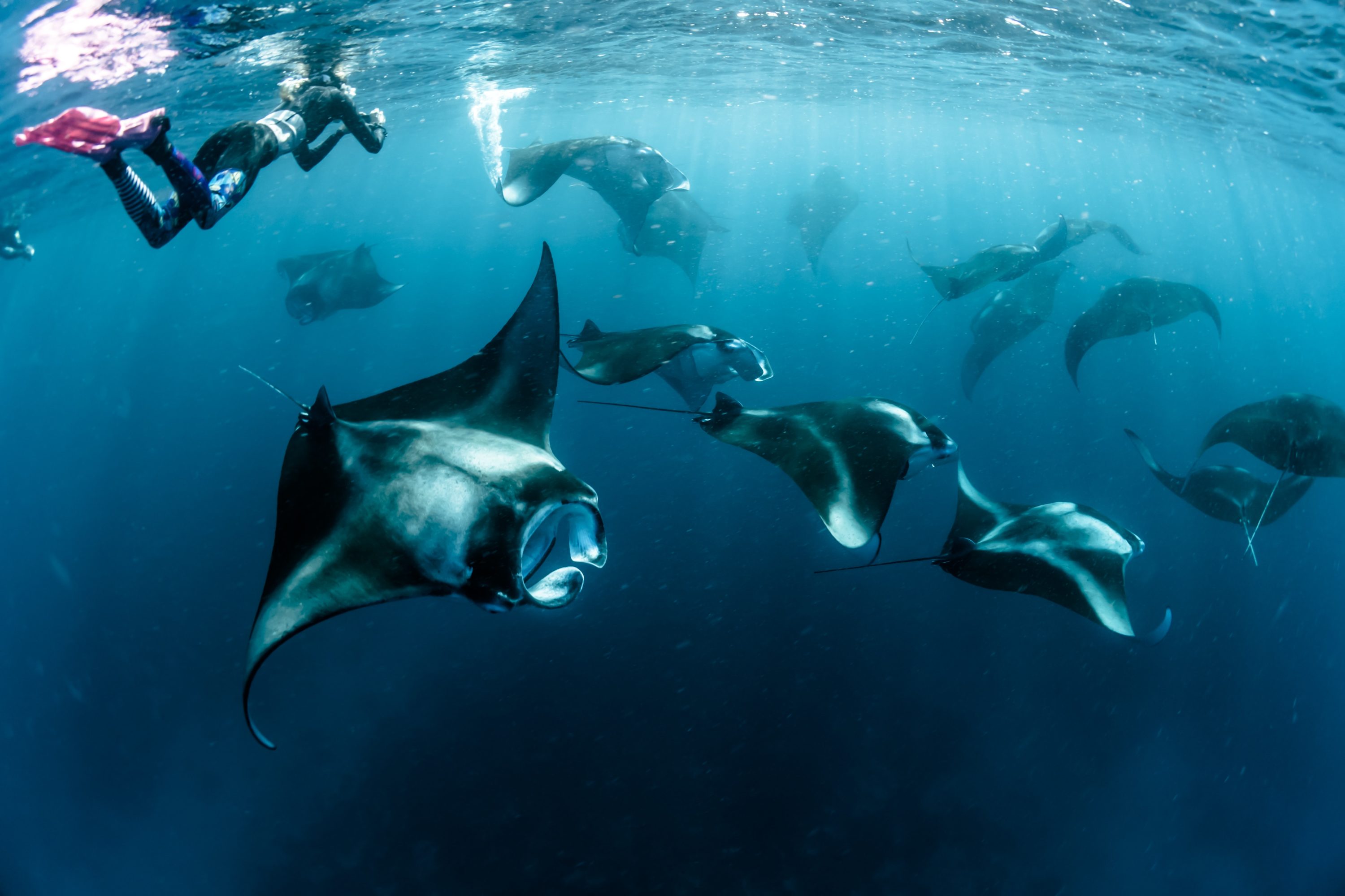 Manta Rays in Maldives