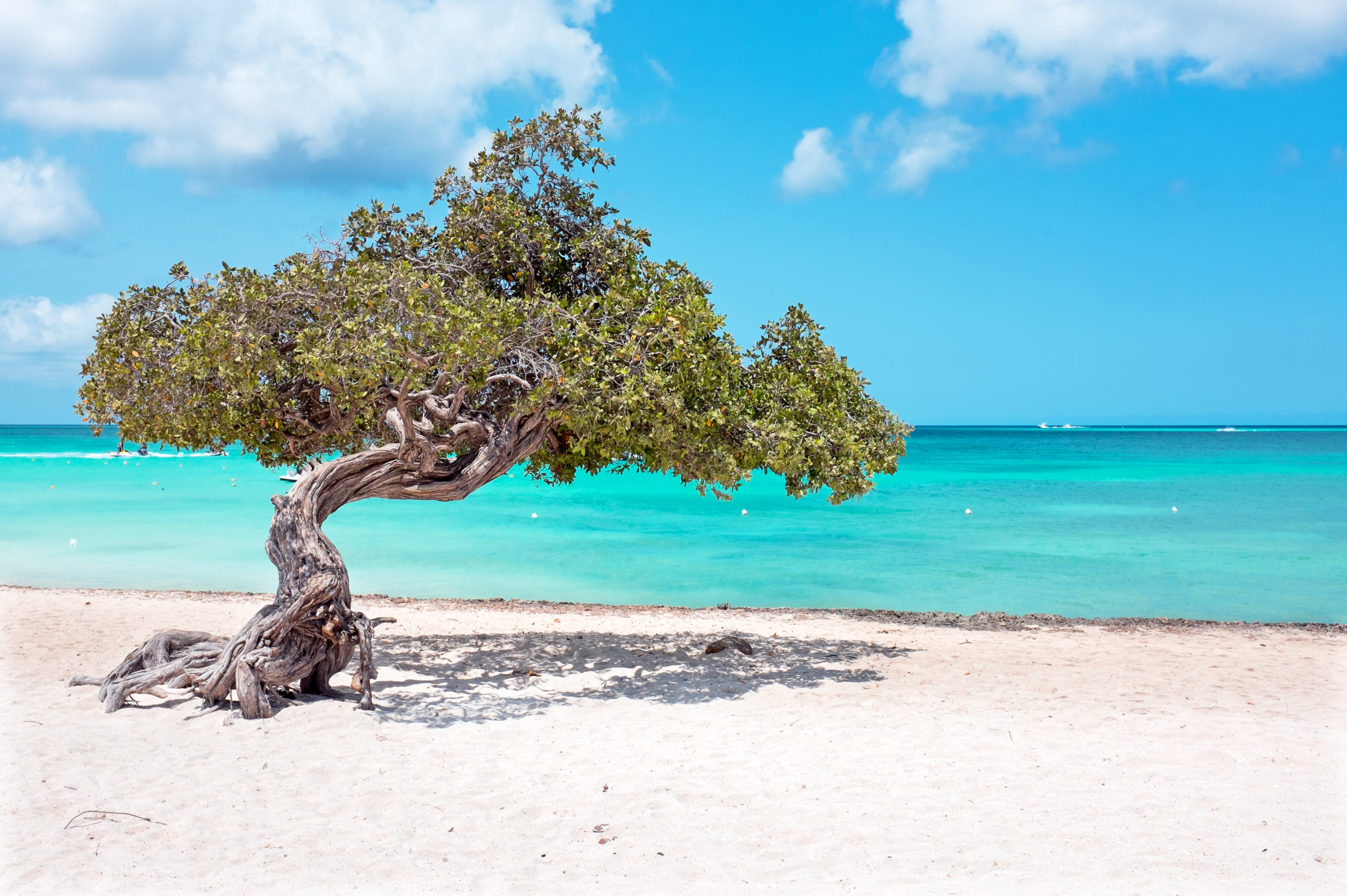 Aruba Divi Divi Tree