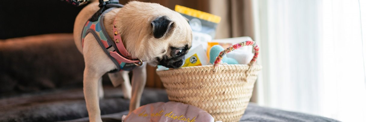 InterContinental Singapore pug