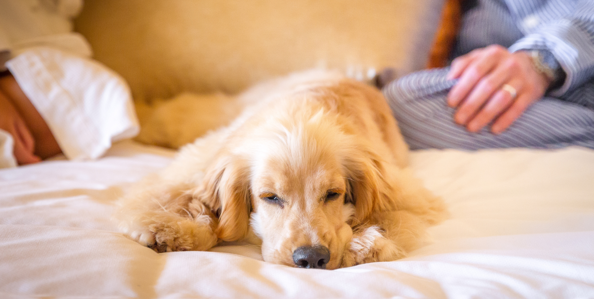 Regent Singapore pet getaway