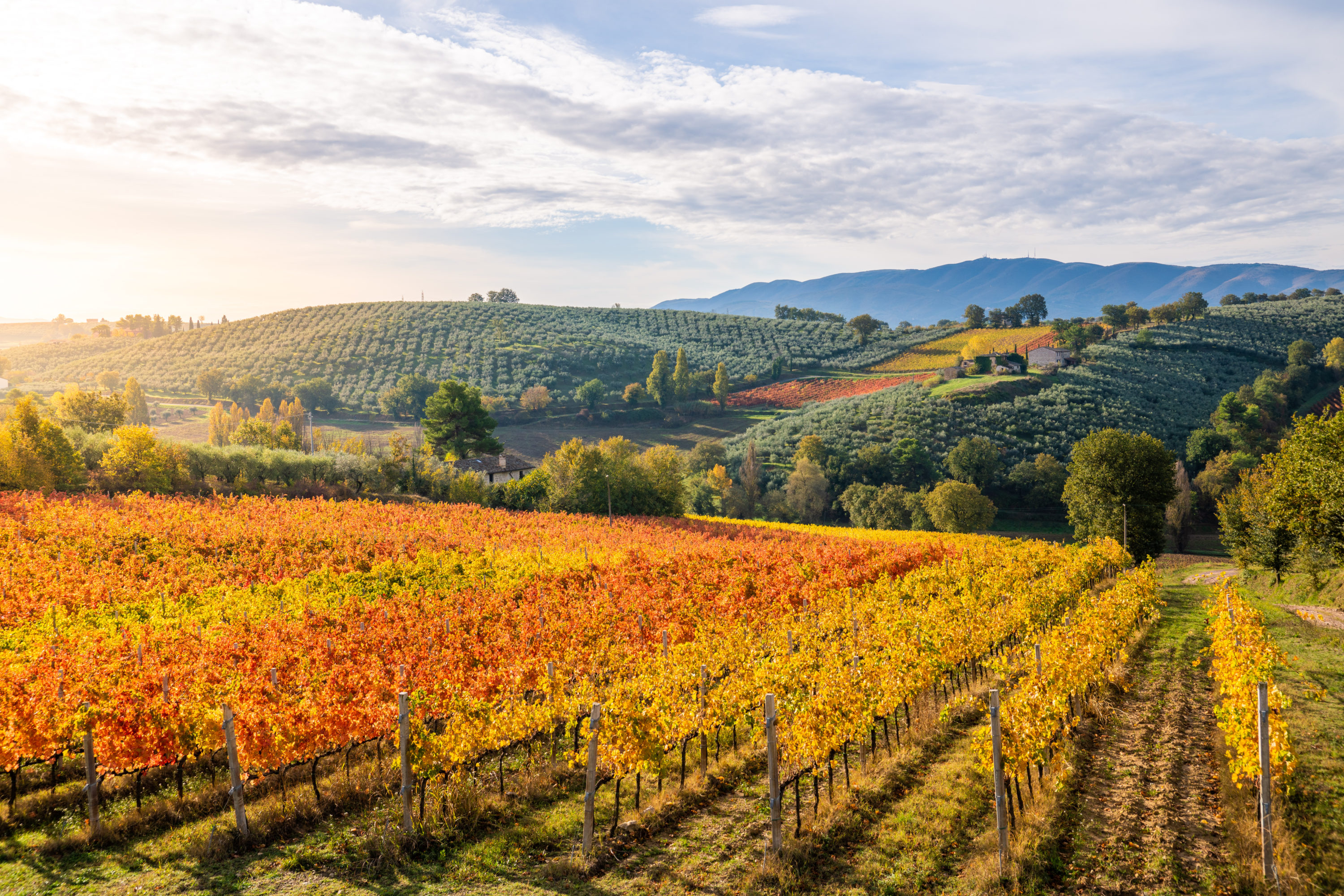 Umbria Italy vineyards in fall