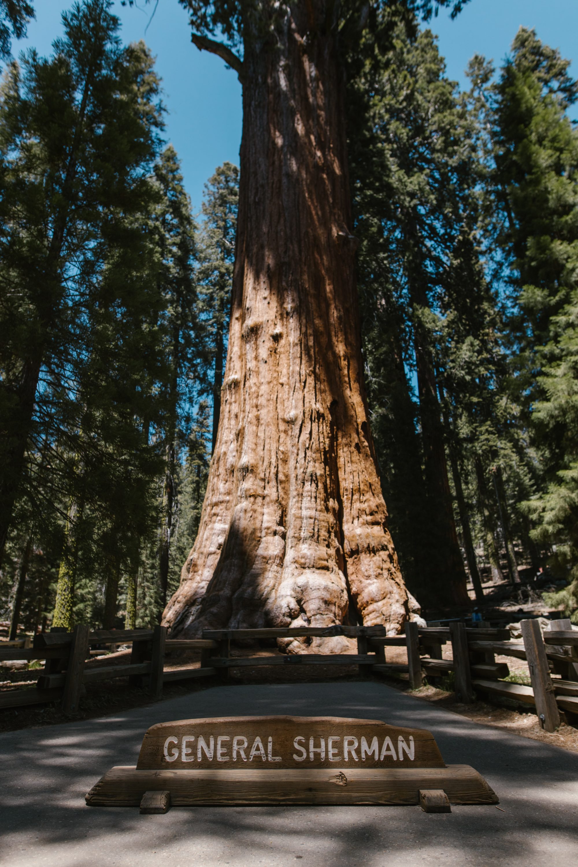 General Sherman Tree
