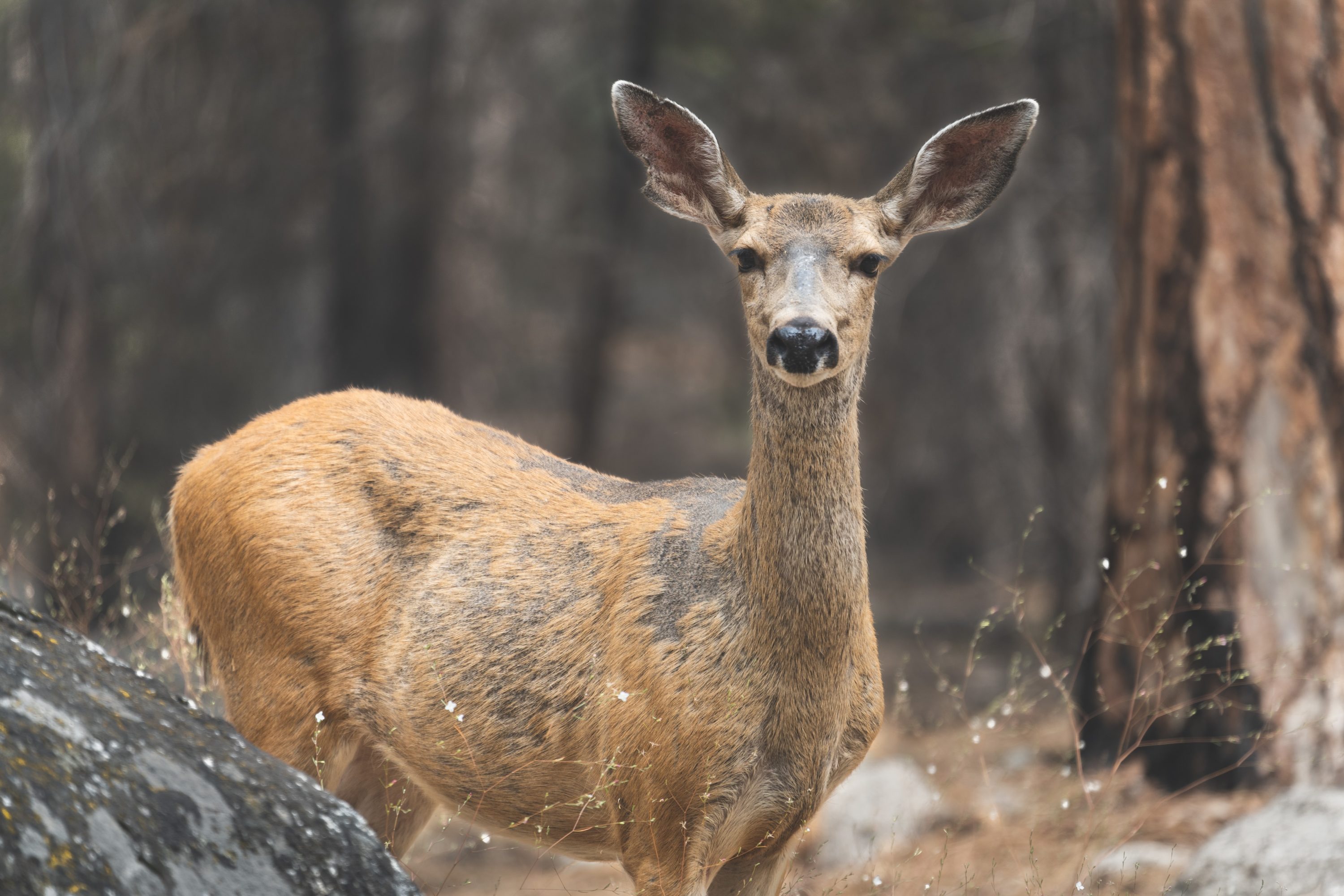 Kings Canyon Wildlife