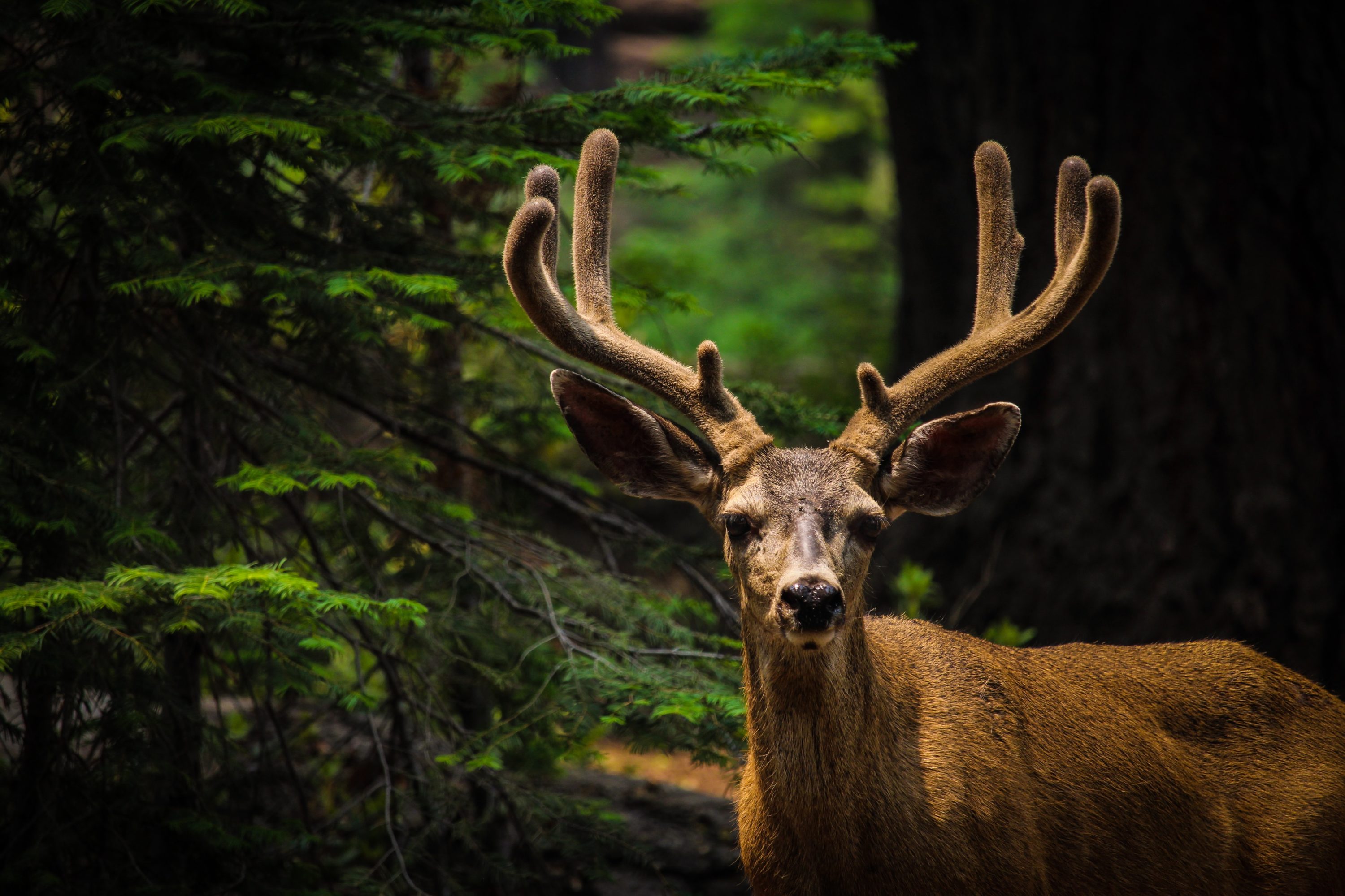 Yosemite National Park Wildlife