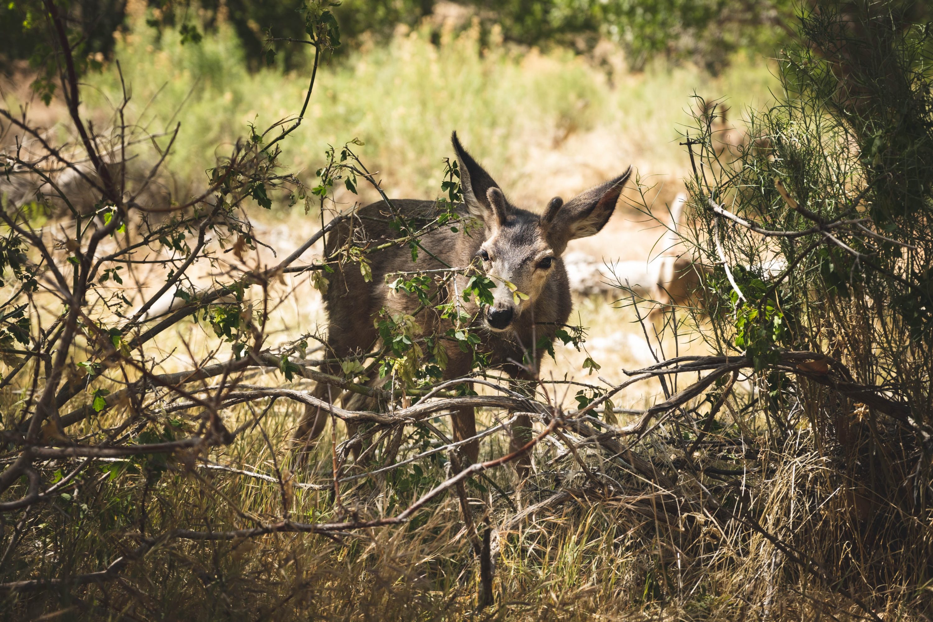 Zion National Park for Wildlife