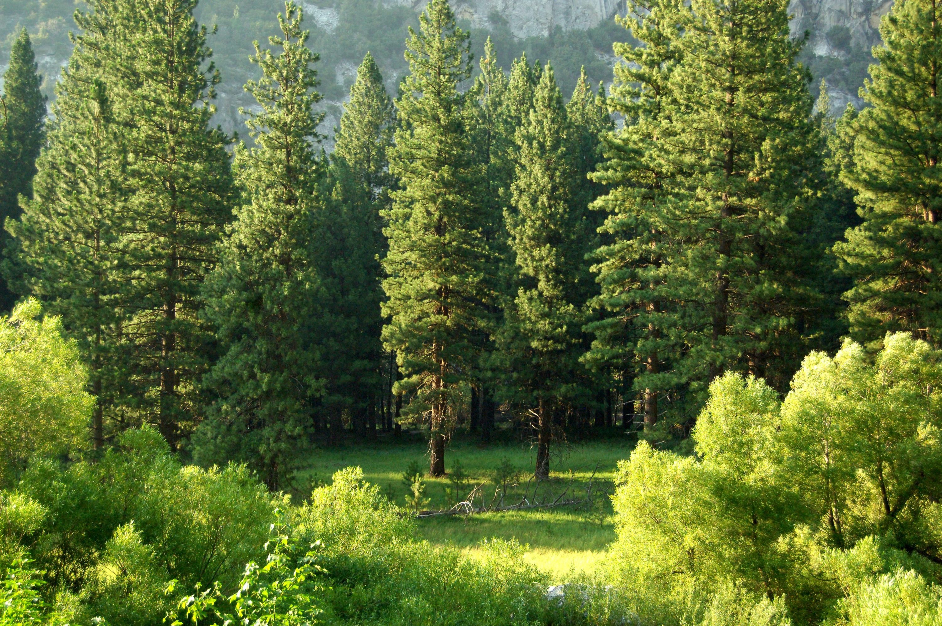 Zumwalt Meadow