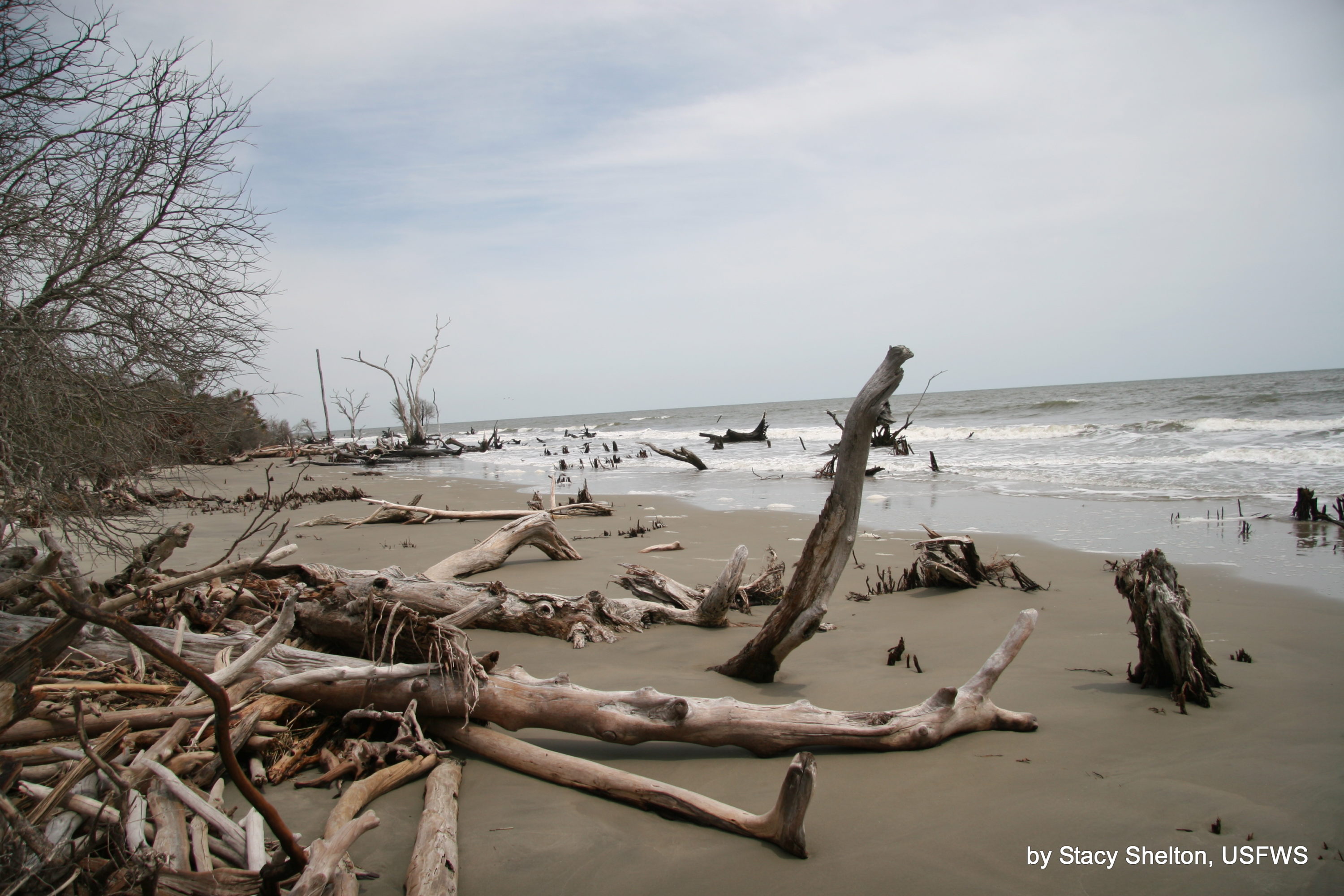 Boneyard Beach on Bulls Island