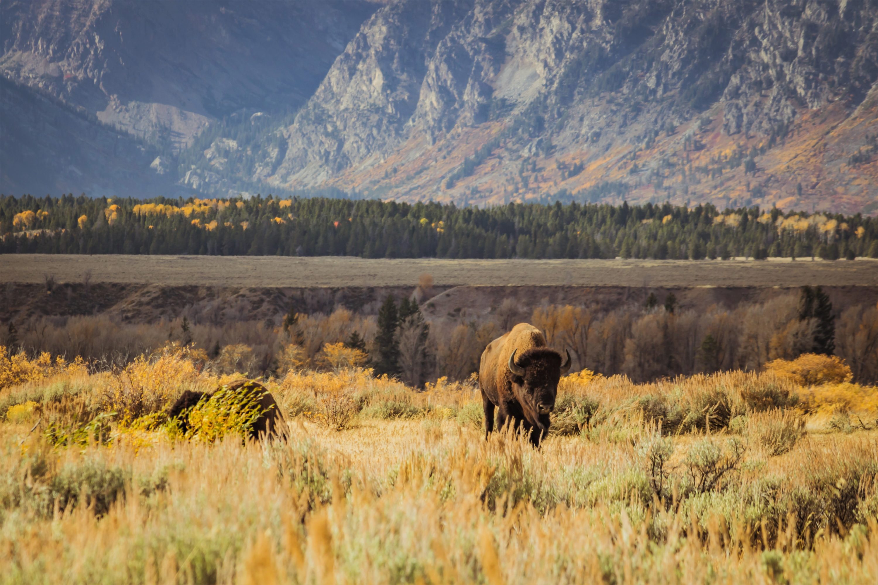 Buffalo in Grand Teton