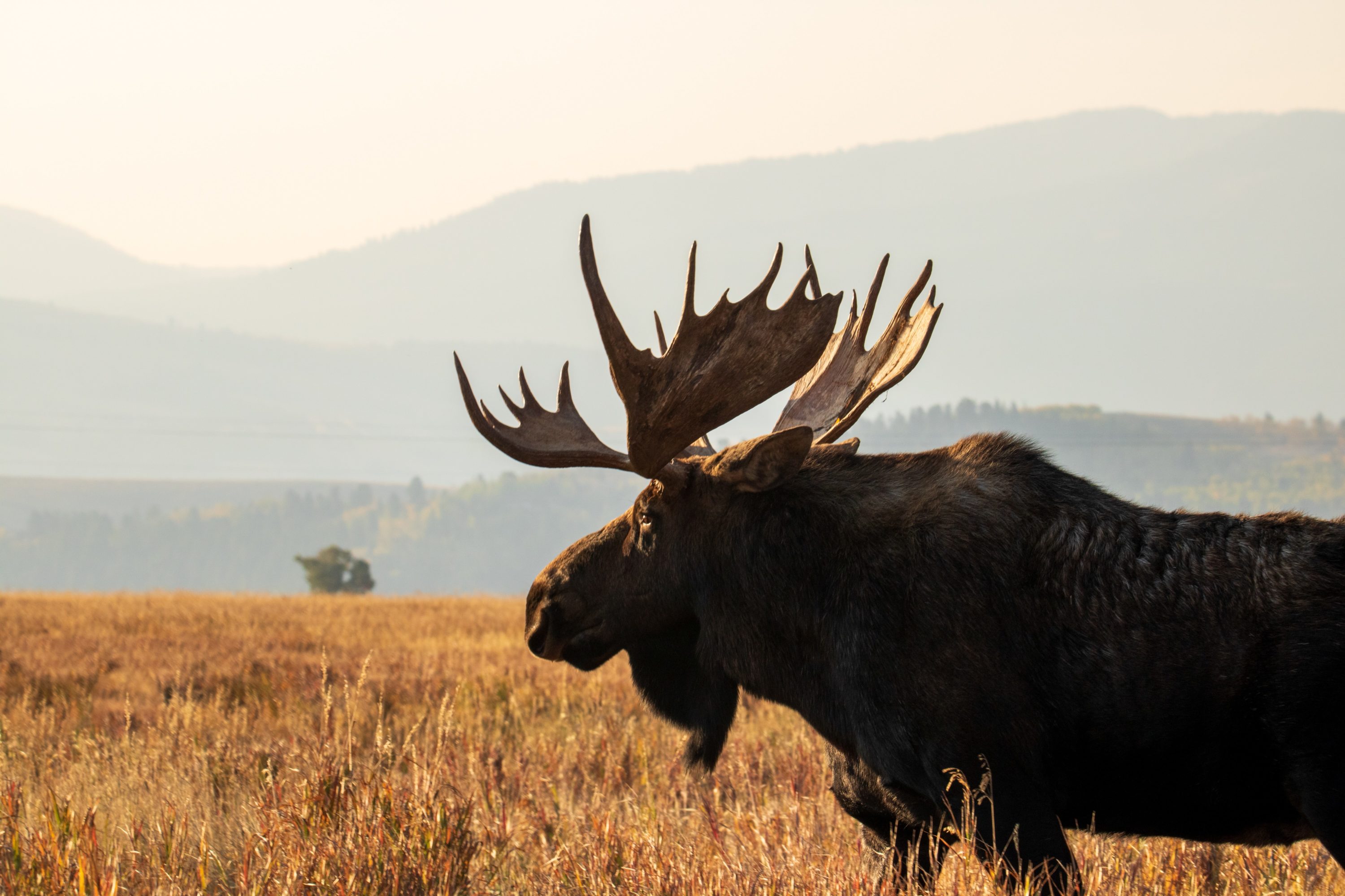 Grand Teton National Park Wildlife