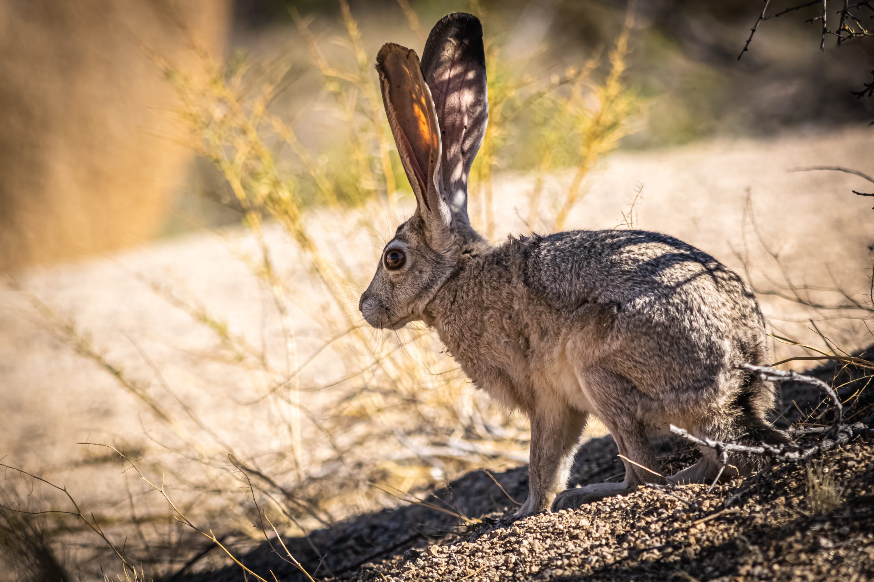 Joshua Tree National Park Wildlife