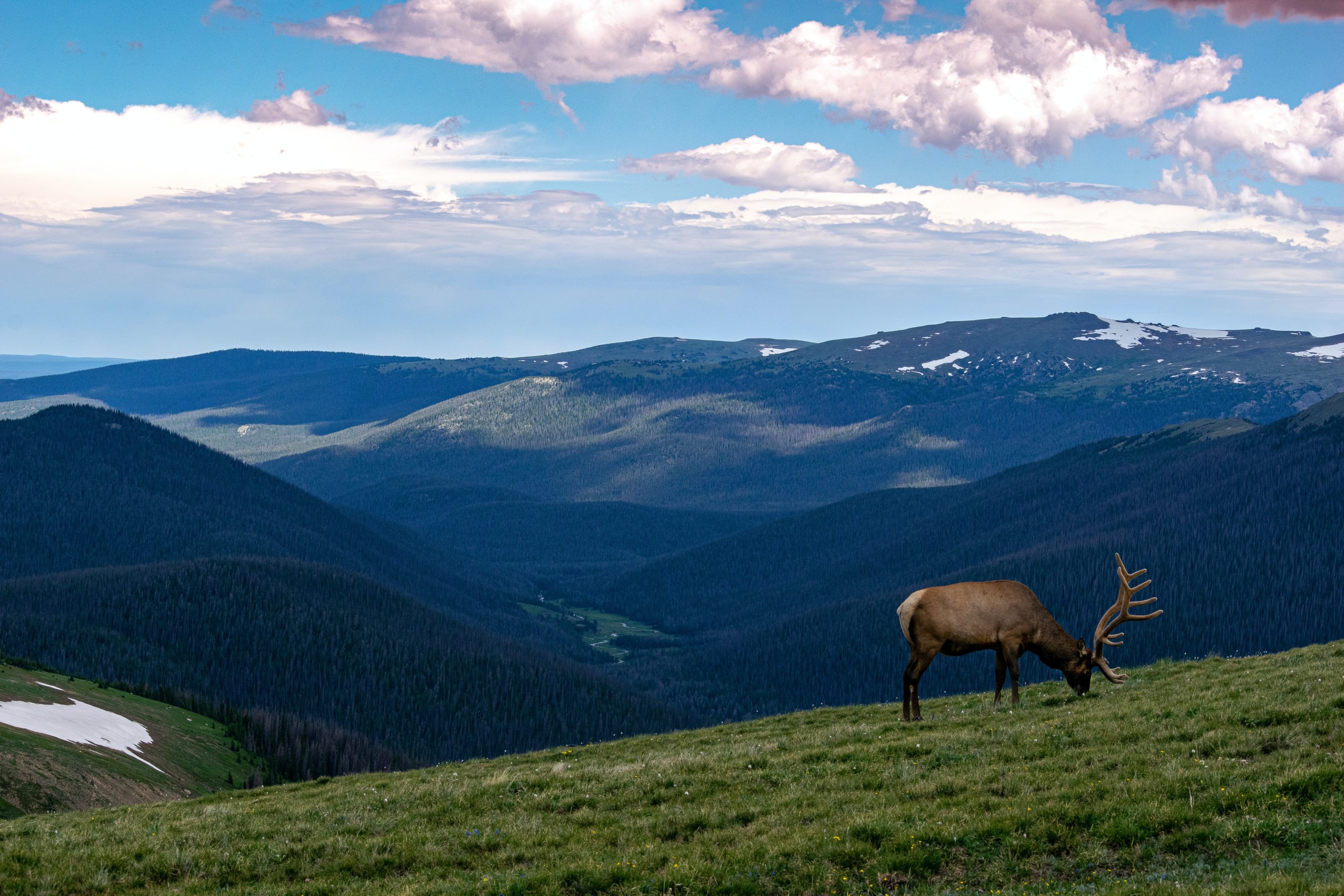 Rocky Mountain National Park Wildlife