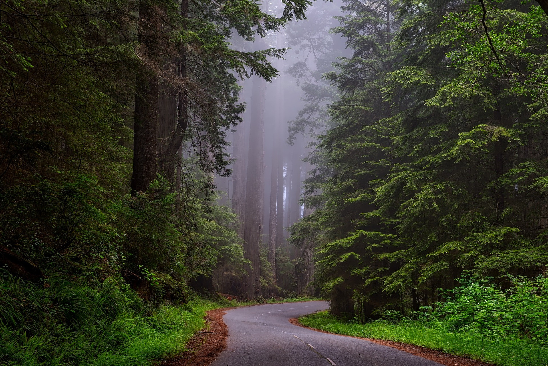 Driving to Redwood National and State Parks