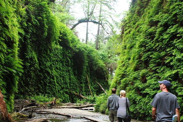Fern Canyon
