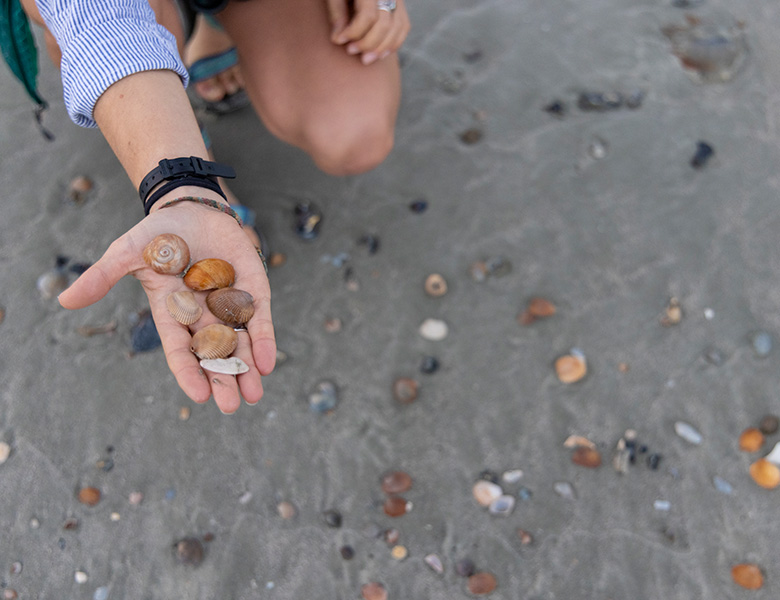 Little St. Simons Island