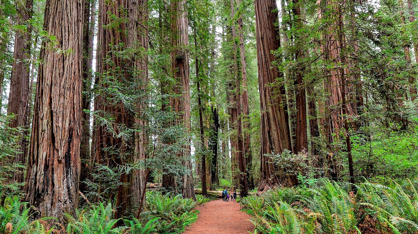 Stout Memorial Grove