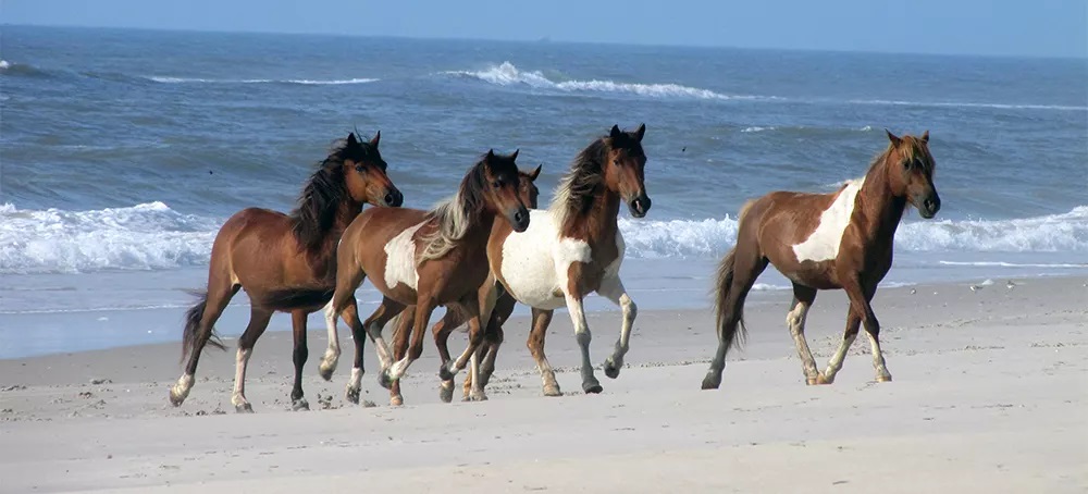 Assateague Island