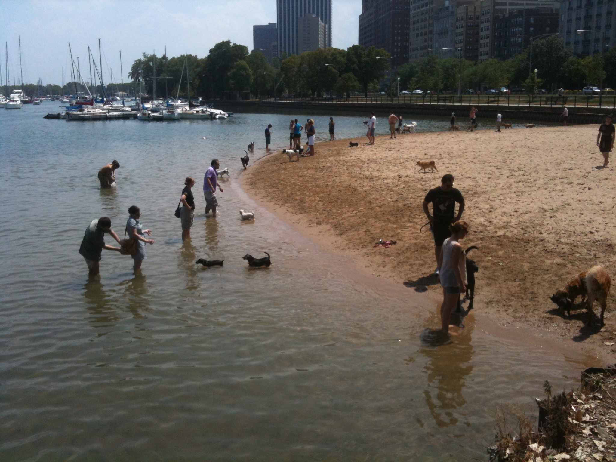 Belmont Harbor Dog Beach