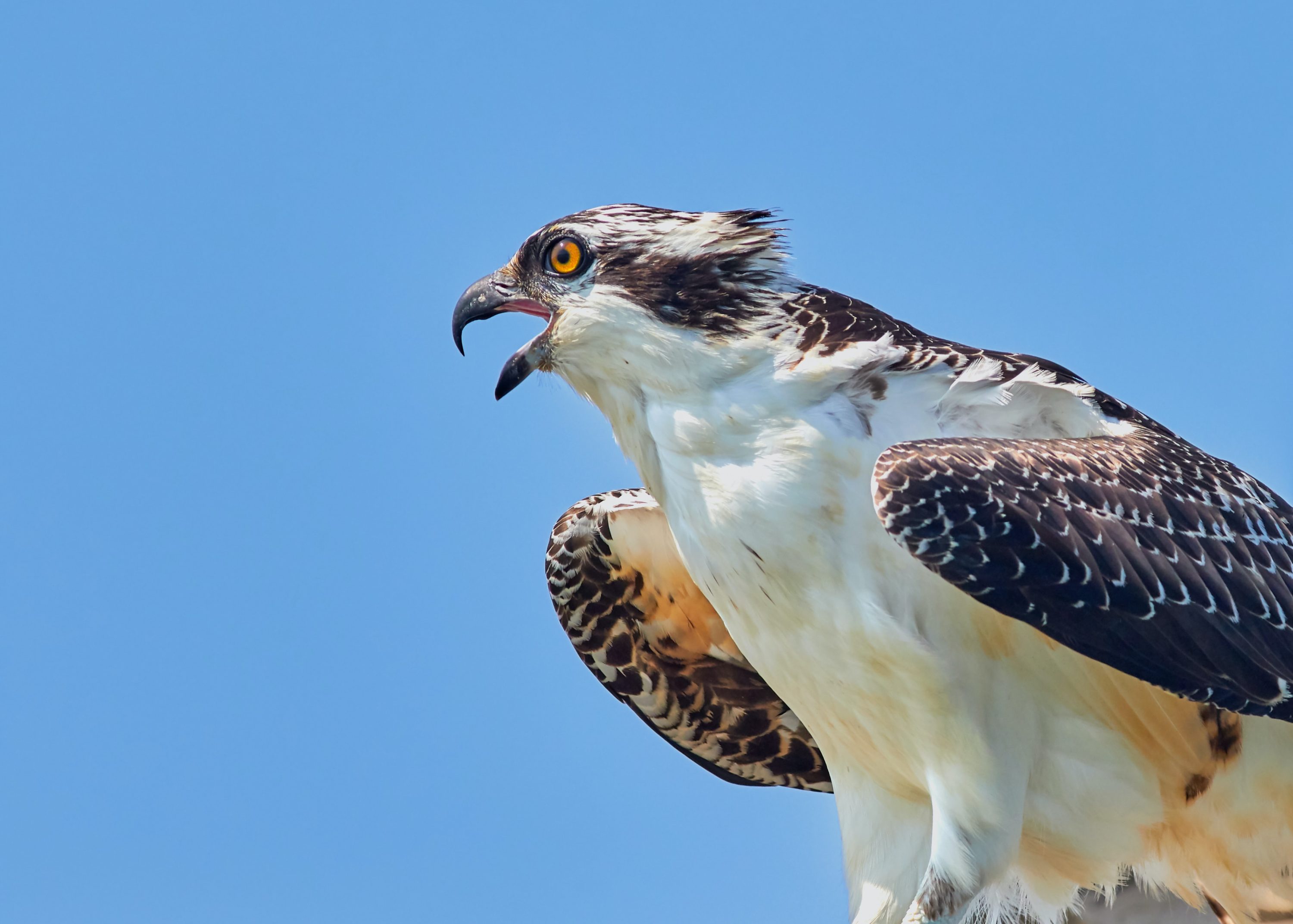 Birdwatching at North Cascades National Park