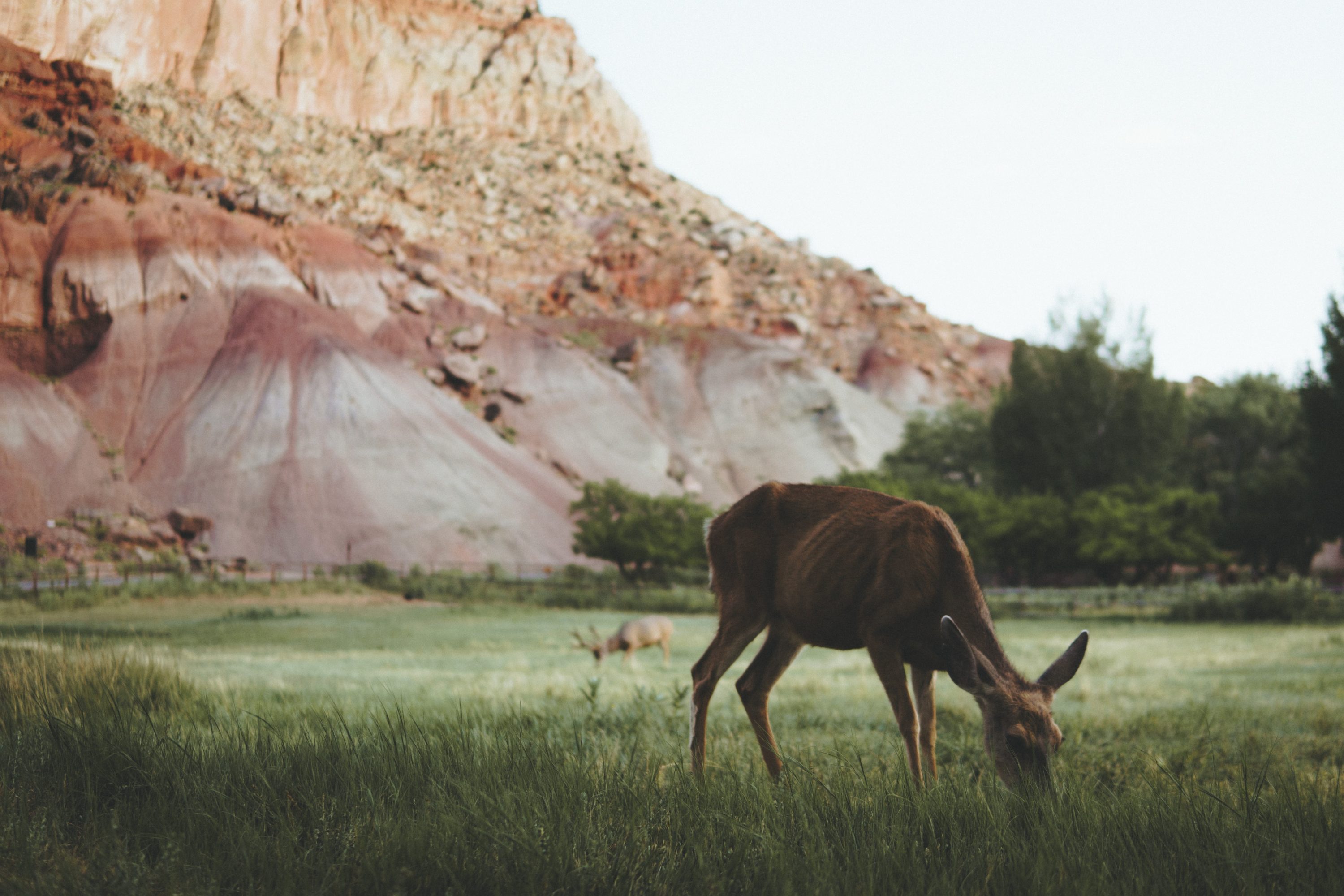Capitol Reef National Park Wildlife