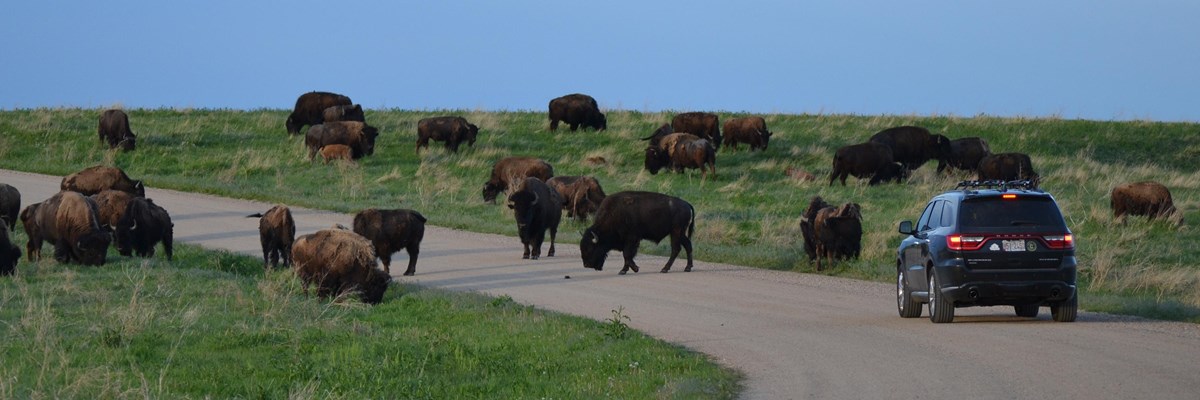 Drive Sage Creek Rim Road
