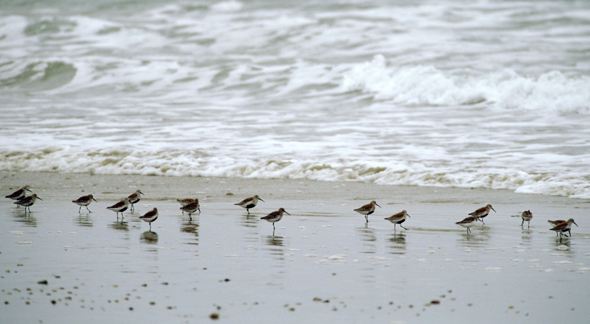 Goosewing Beach Preserve