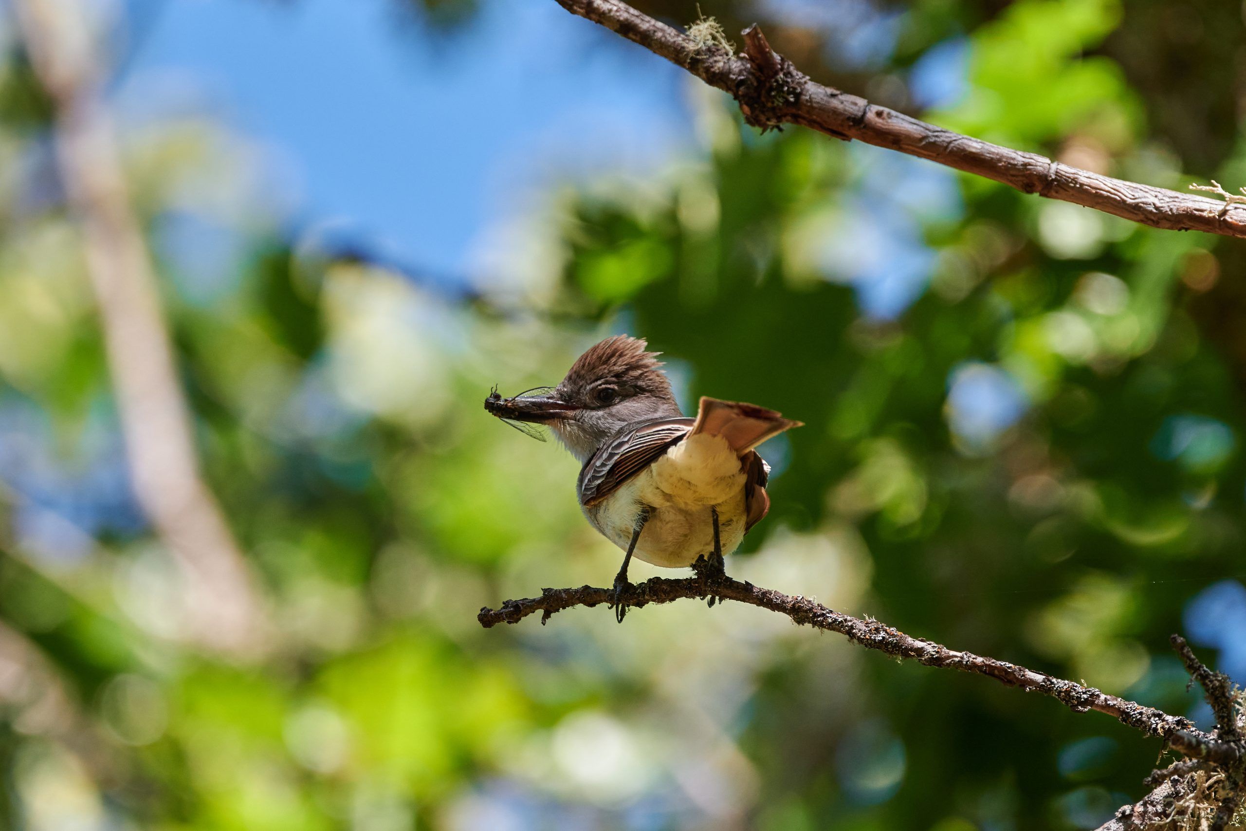 Klamath Bird Observatory