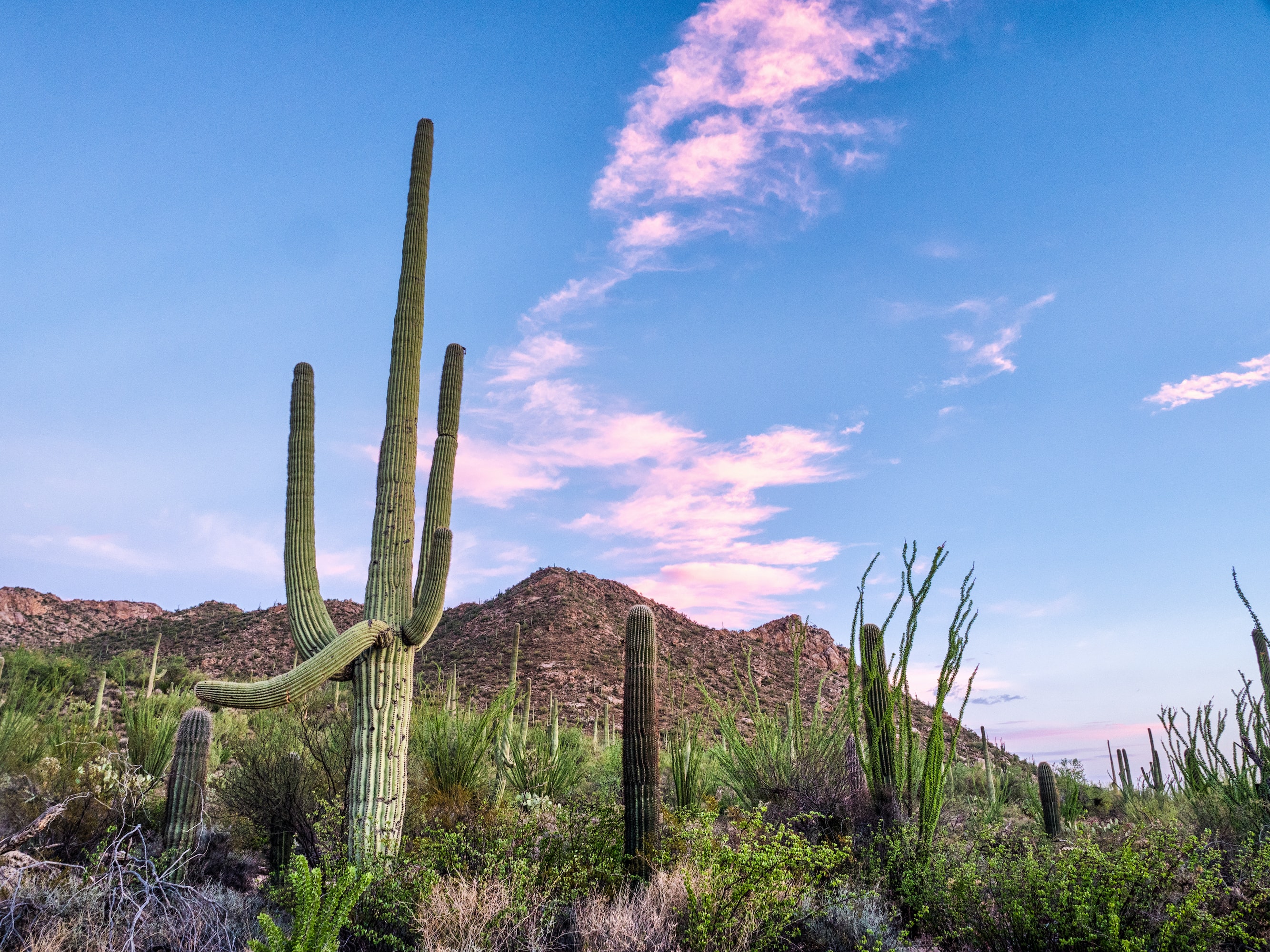 Saguaro National Park West Arizona USA