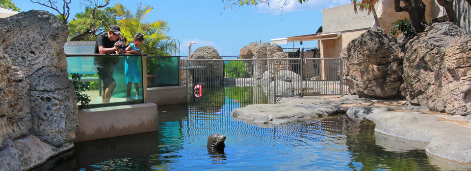 Hawaiian Monk Seal Waikiki Aquarium