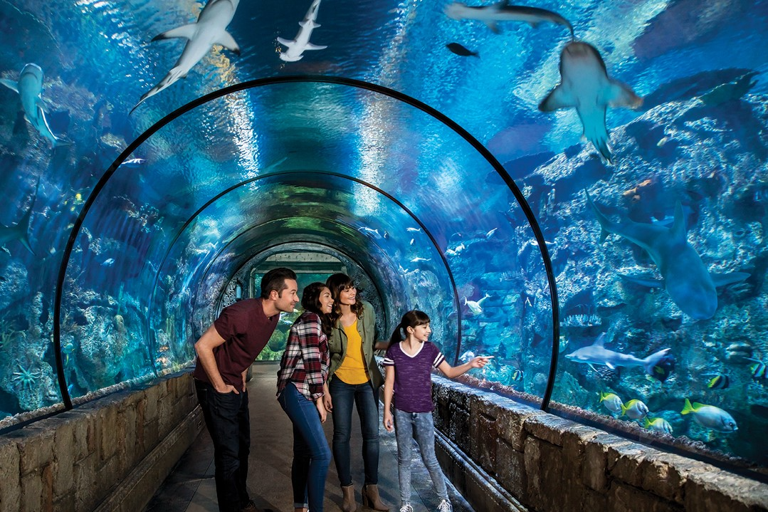 Shark Reef Aquarium Madalay Bay Las Vegas Shark Reef Aquarium Madalay Bay Las Vegas
