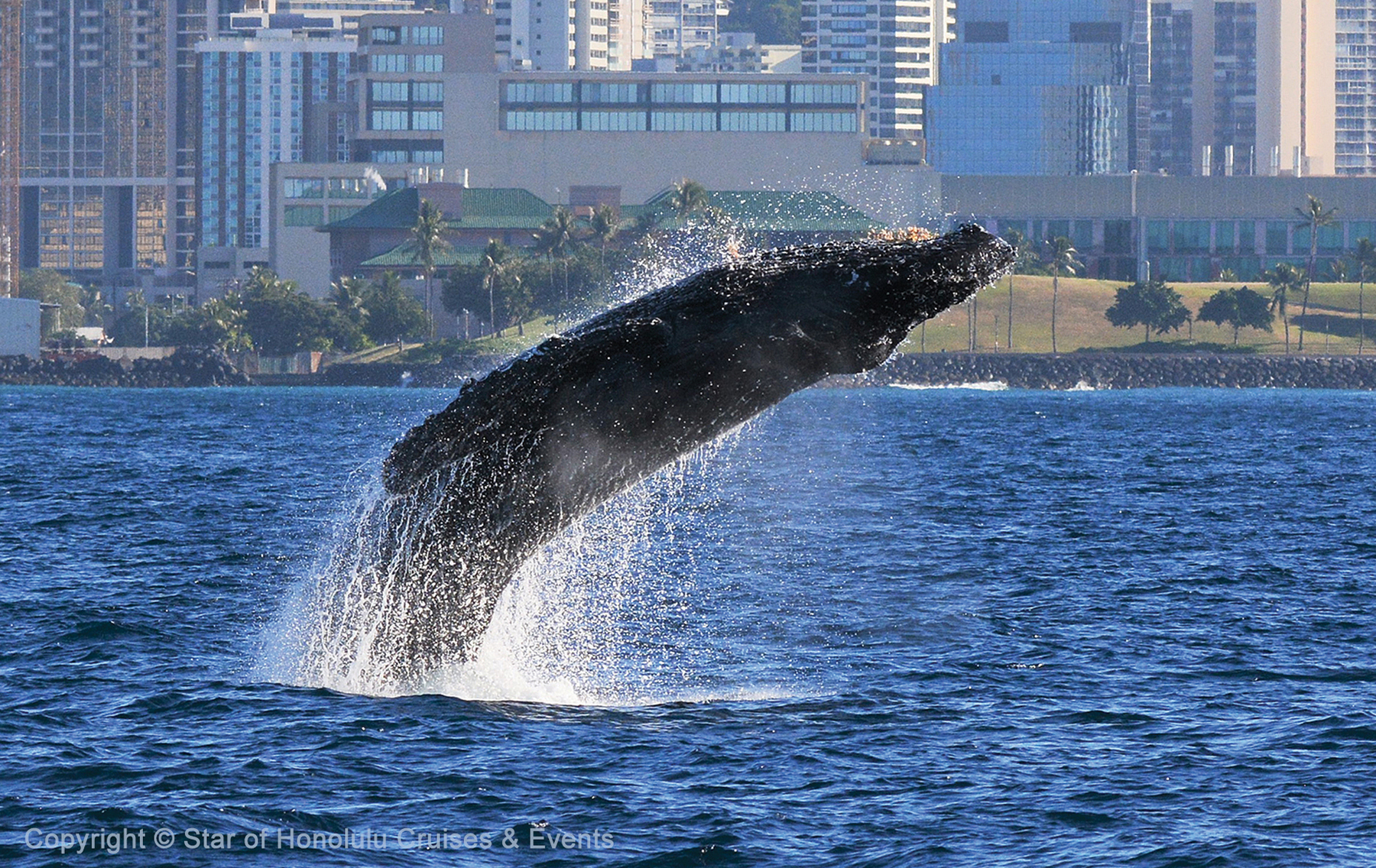 Star of Honolulu whale watch