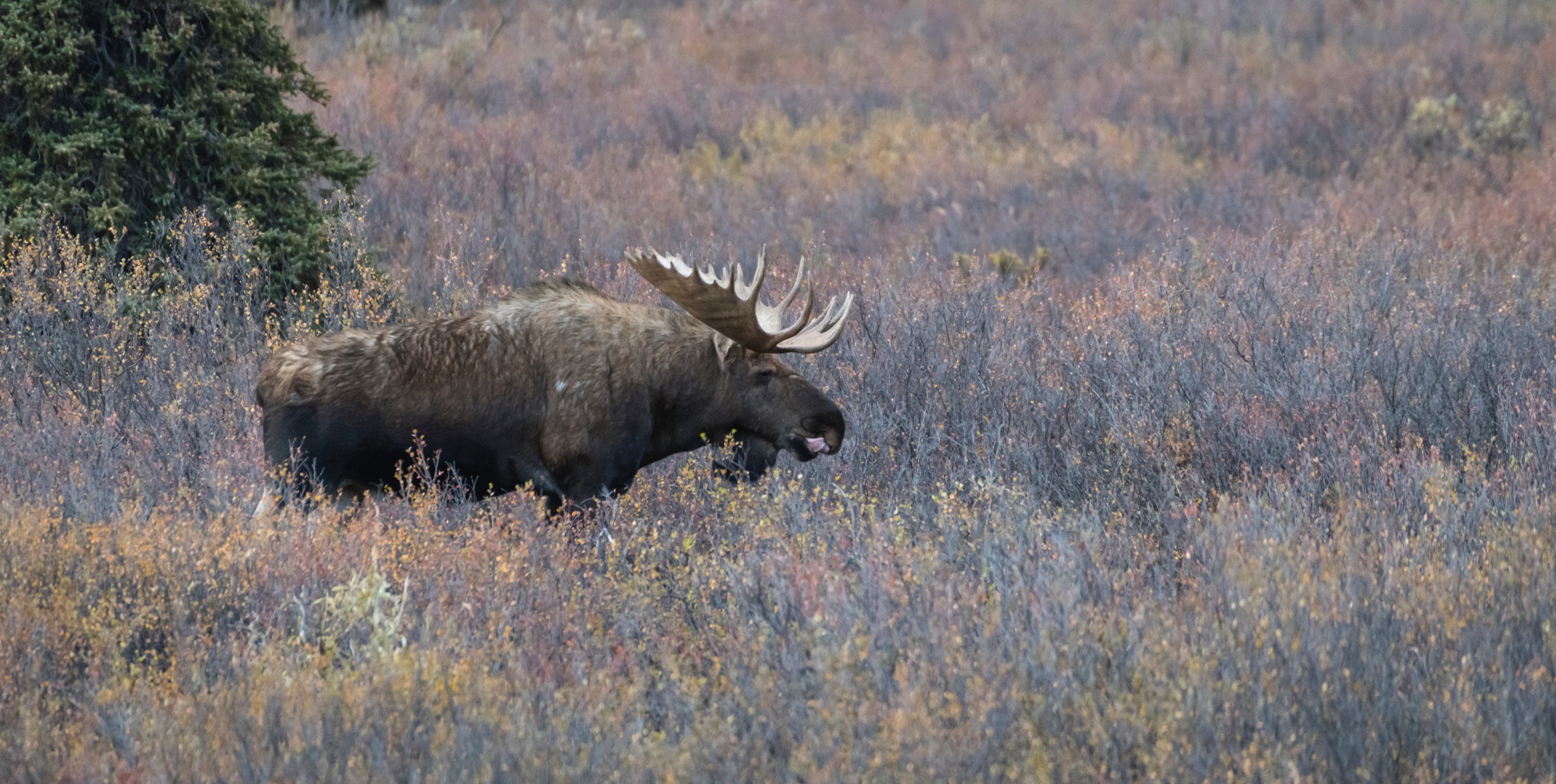 Bull Moose in Denali National Park
