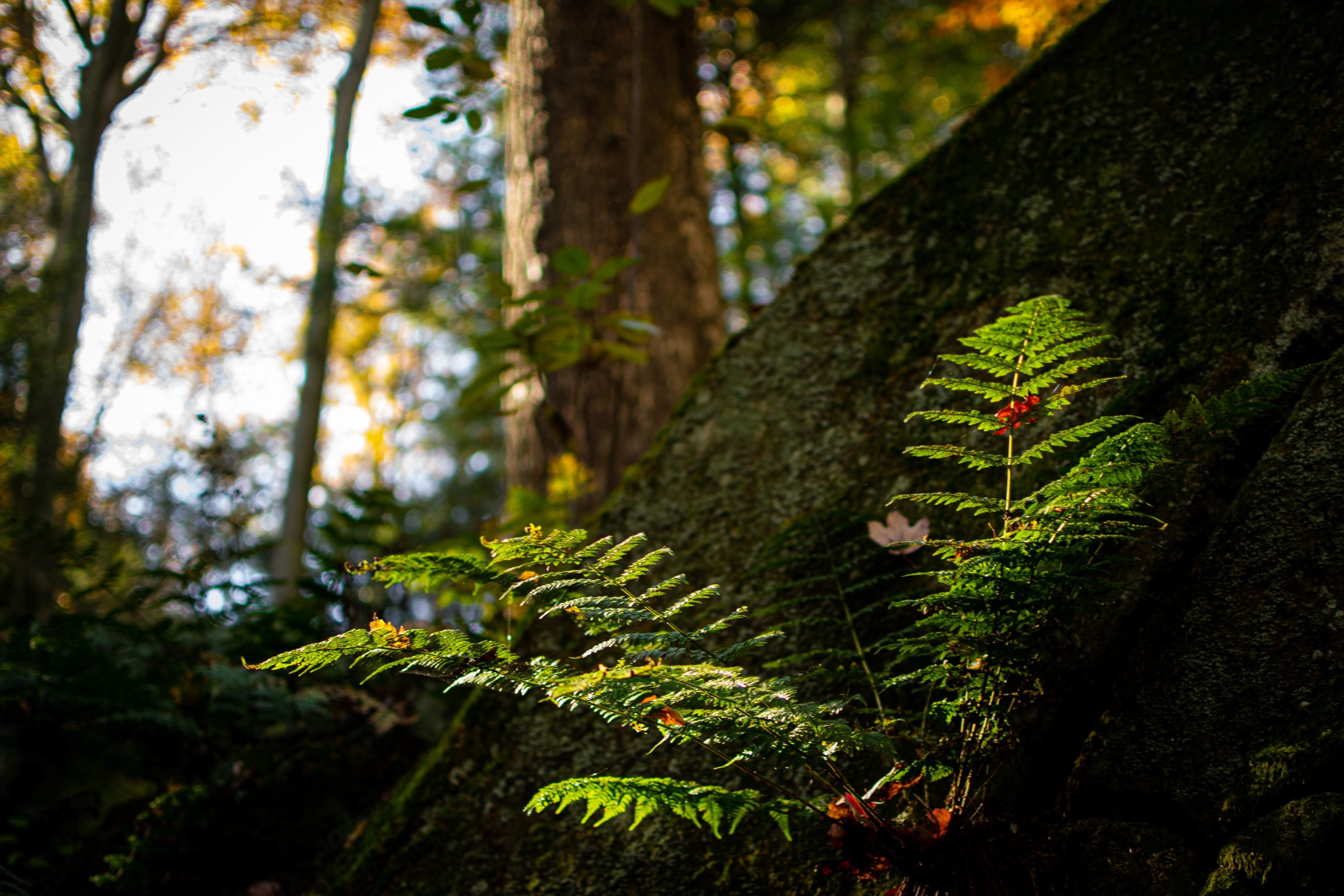 Cuyahoga Valley National Park Nature