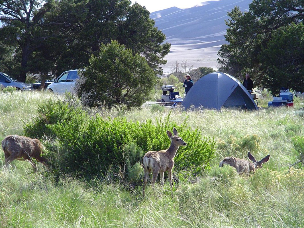 Pinon Flats Campground