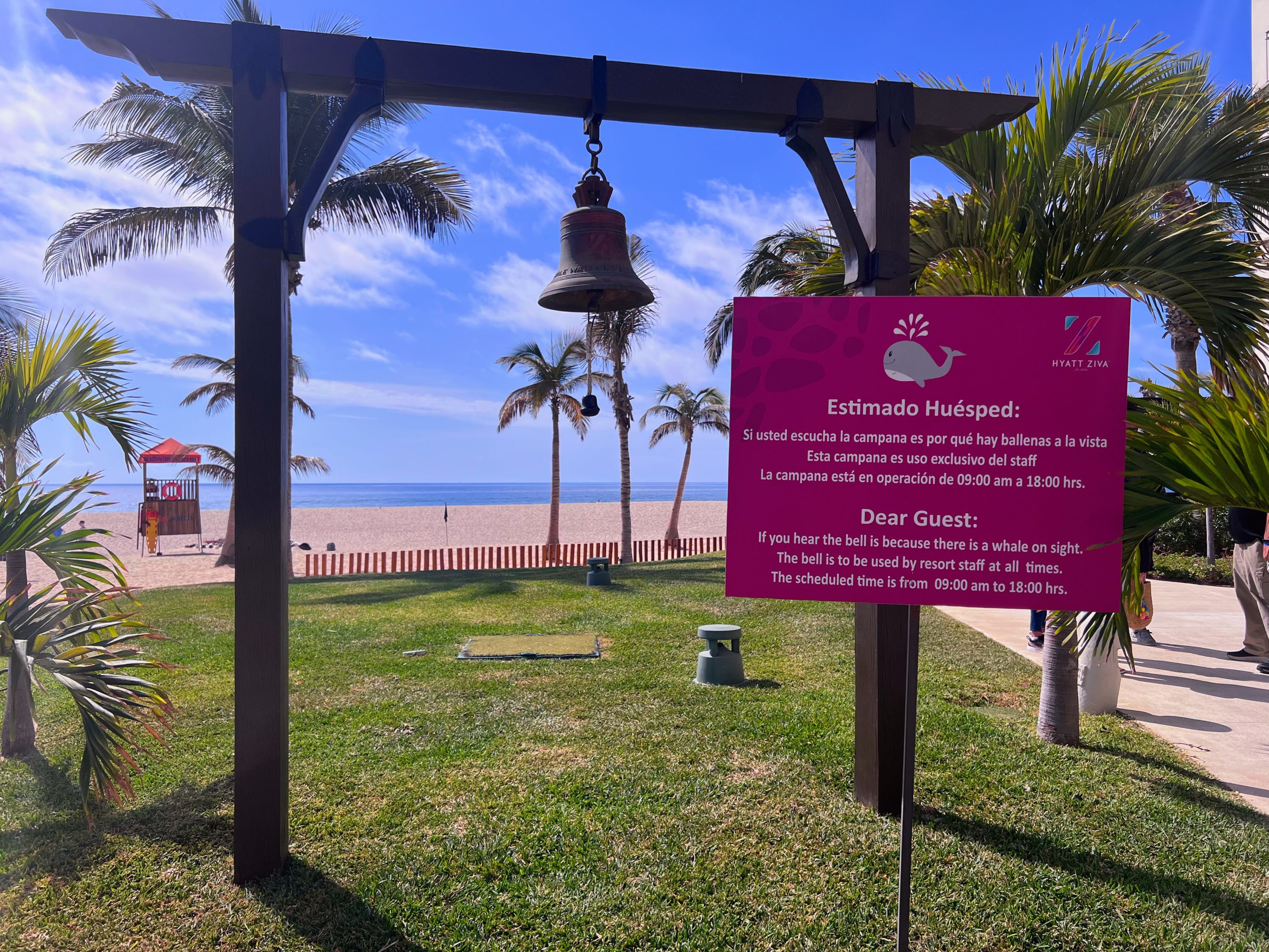 Whale sightings at Hyatt Ziva Los Cabos