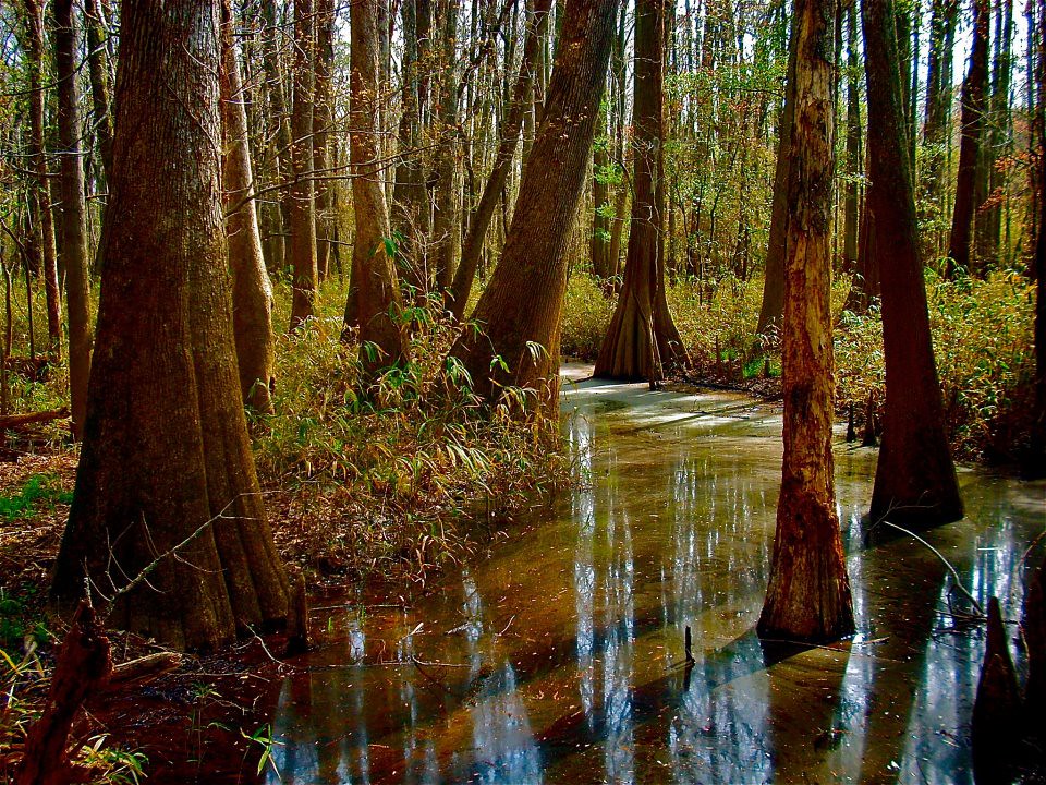 Congaree National Park for Fall Colors Congaree National Park for Fall Colors