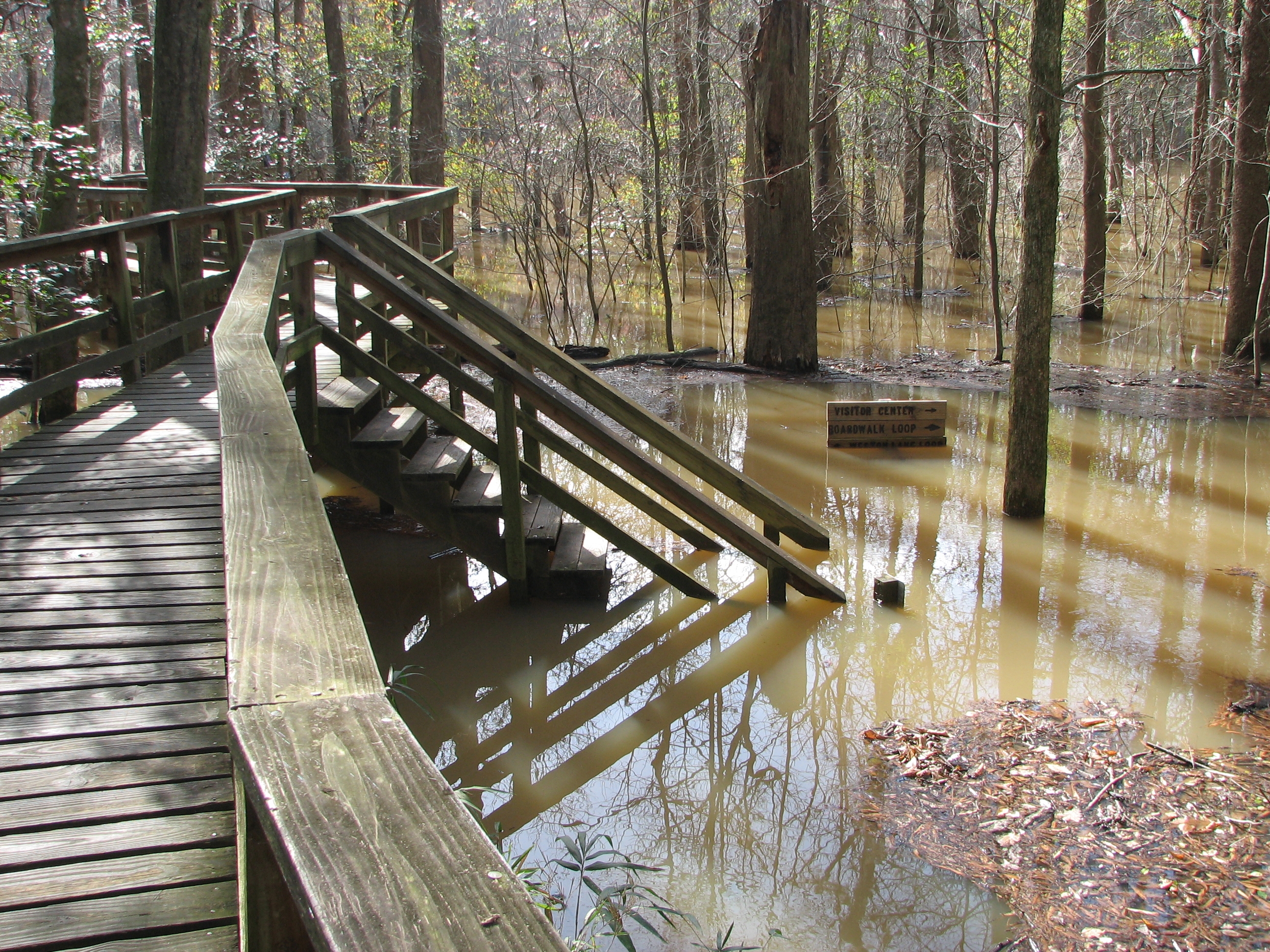 Congaree National Park Elevated Boardwalk Flooded Congaree National Park Elevated Boardwalk Flooded