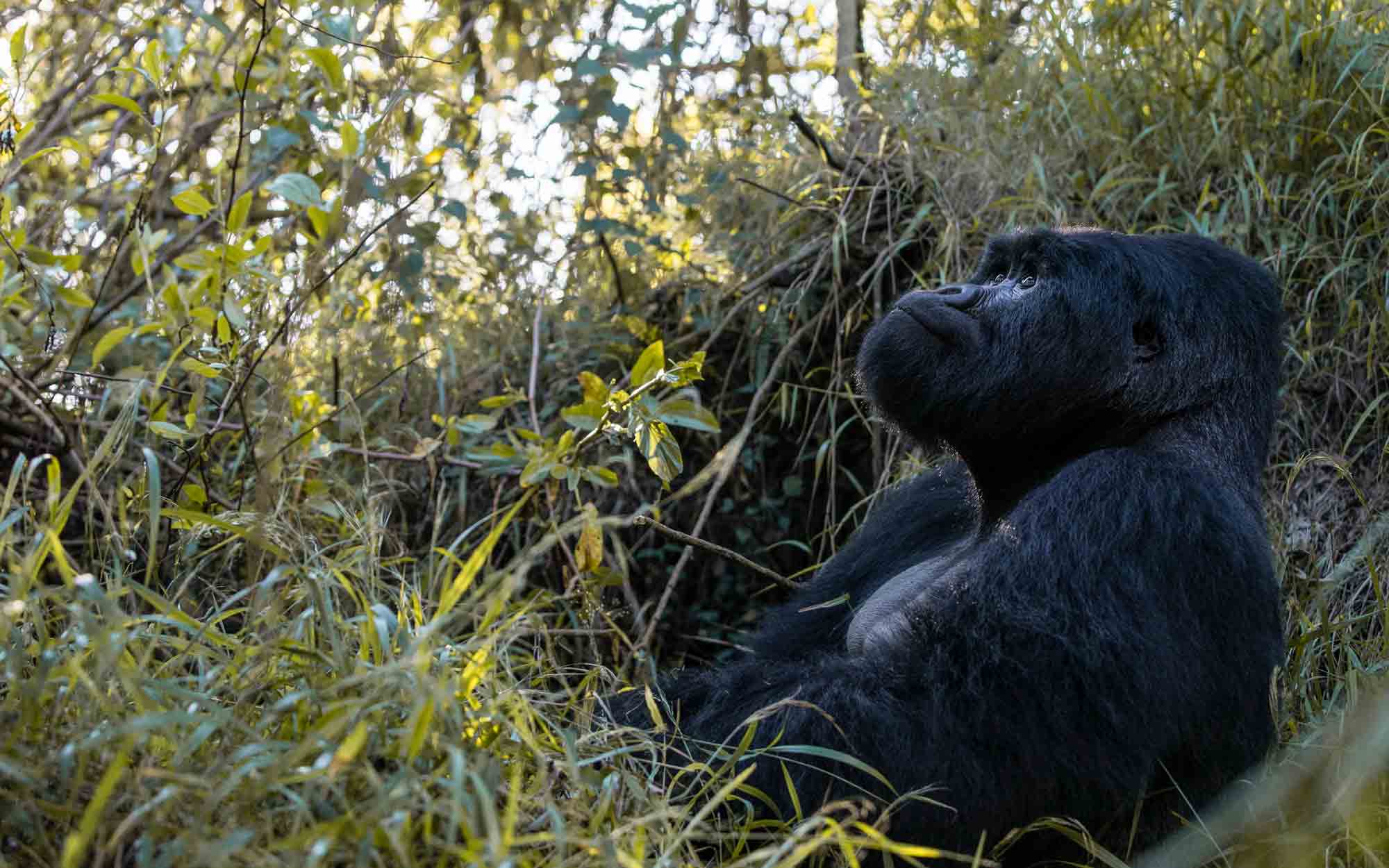 Gorilla trekking with Volcanoes Safaris.