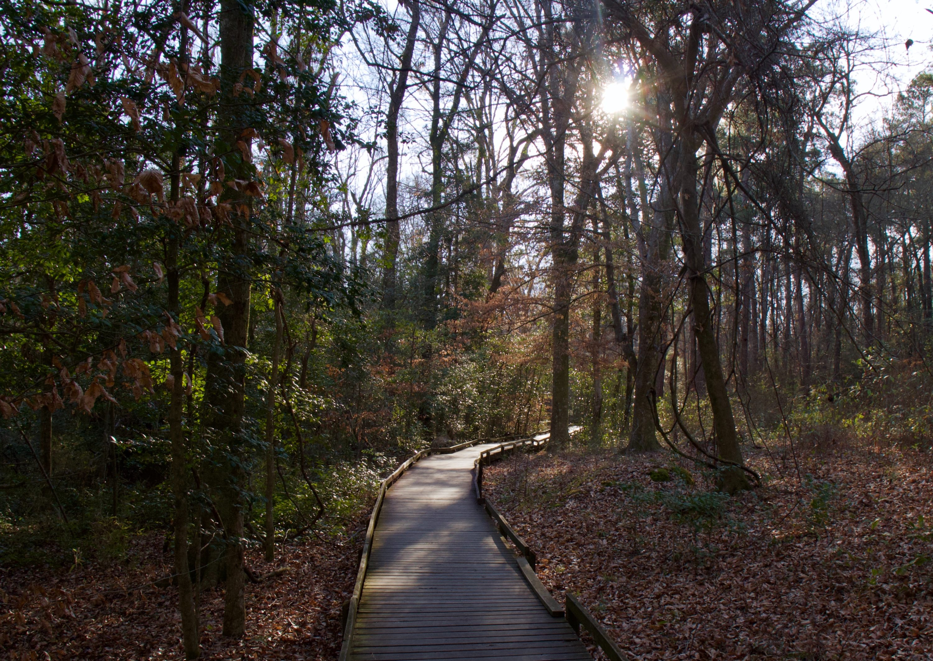 Hiking Congaree National Park