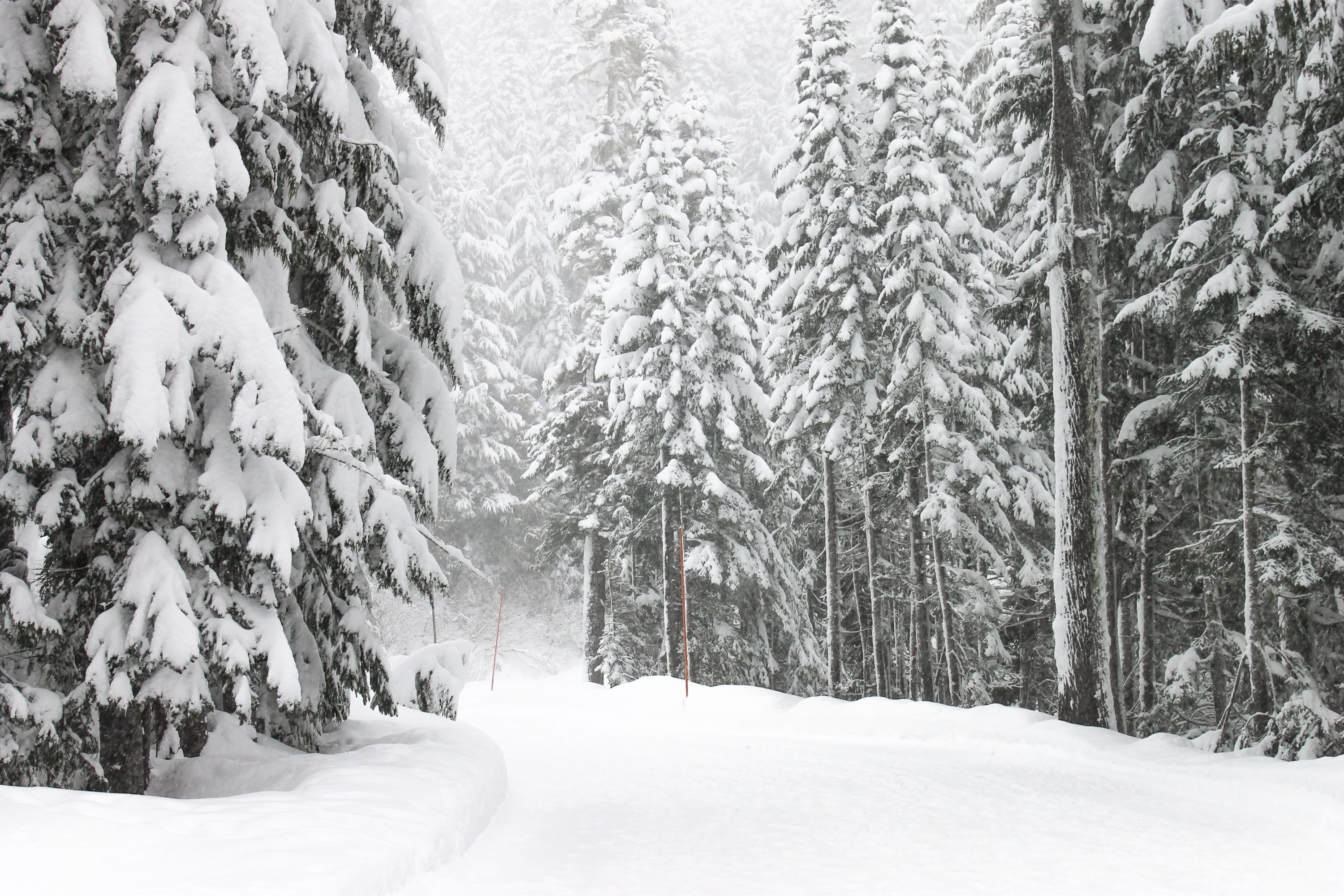 Mount Rainier National Park in Winter