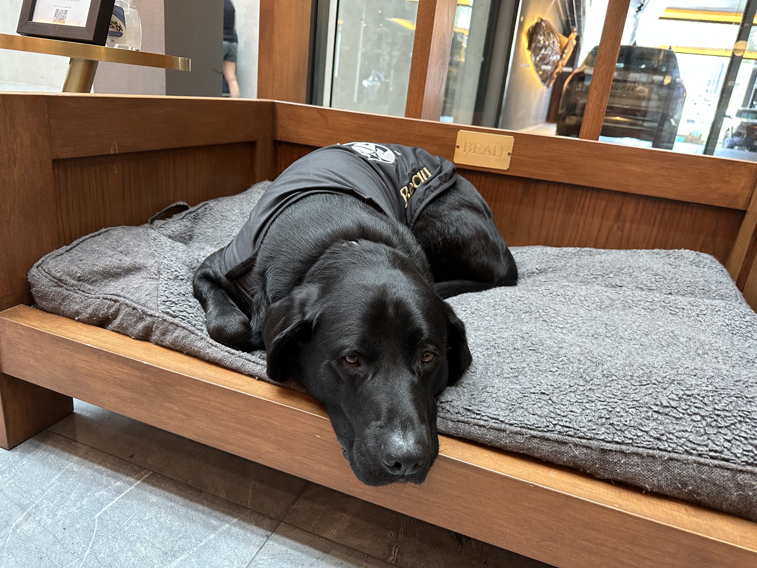 Park Hyatt Concierge Dog Park Hyatt Concierge Dog