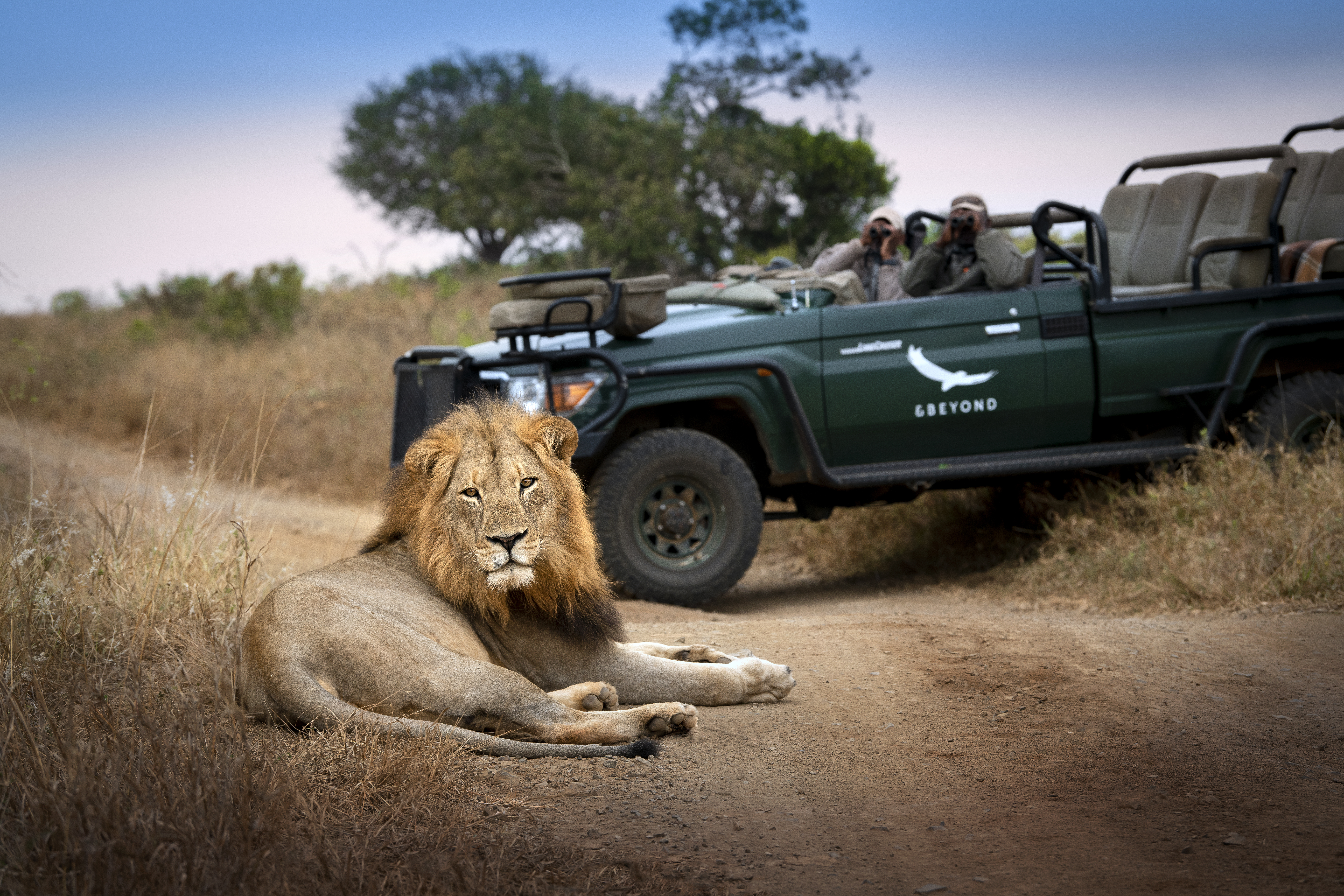 A lion lays in front of a branded &Beyond safari vehicle.