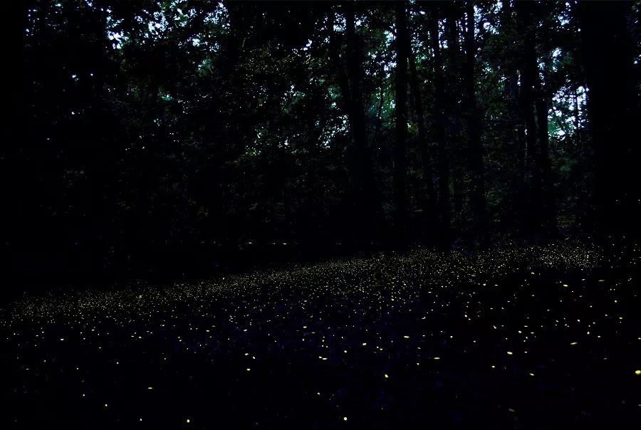 Synchronous Fireflies at Congaree Synchronous Fireflies at Congaree