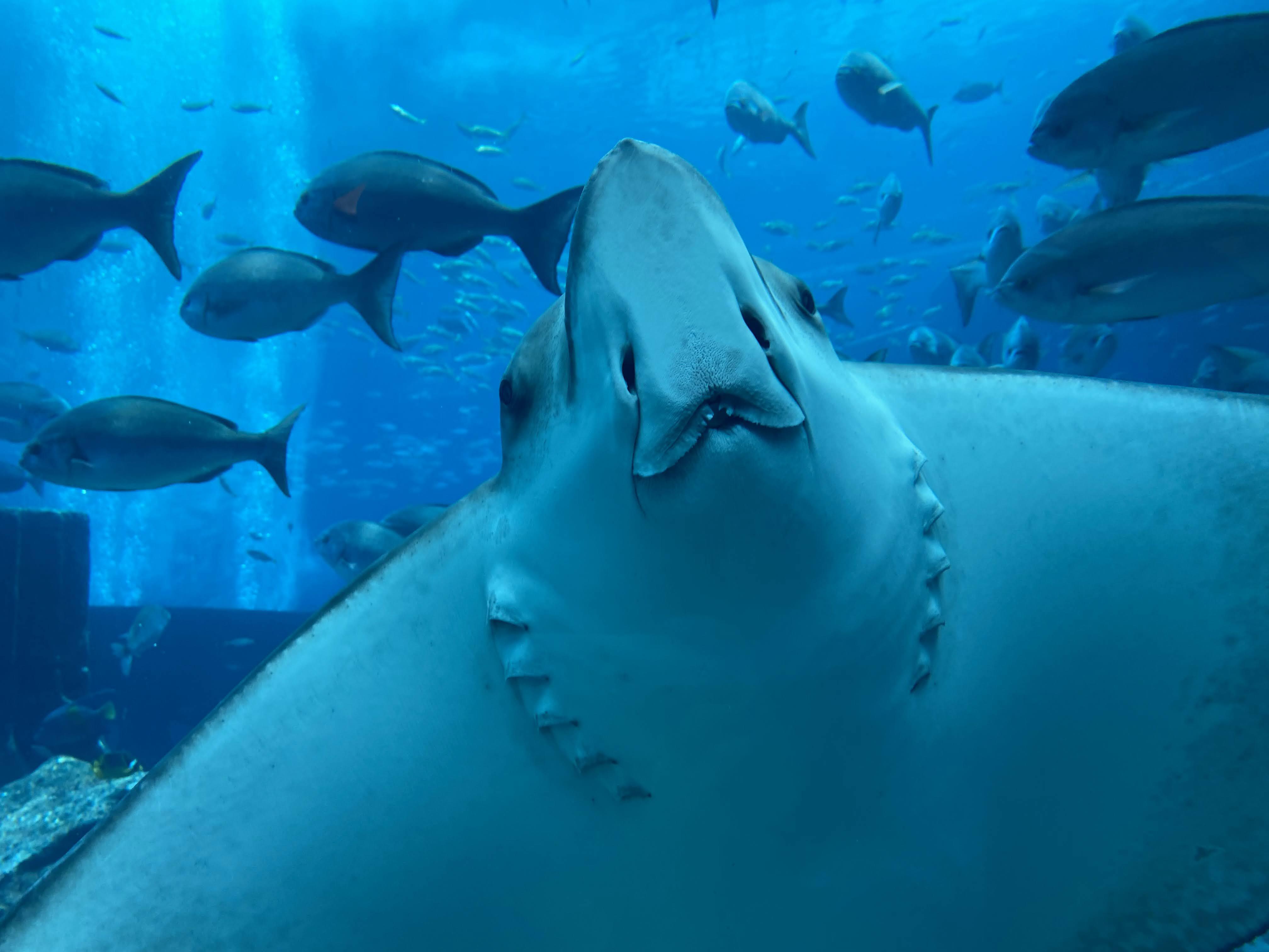 A Manta Ray at Ambassador Lagoon