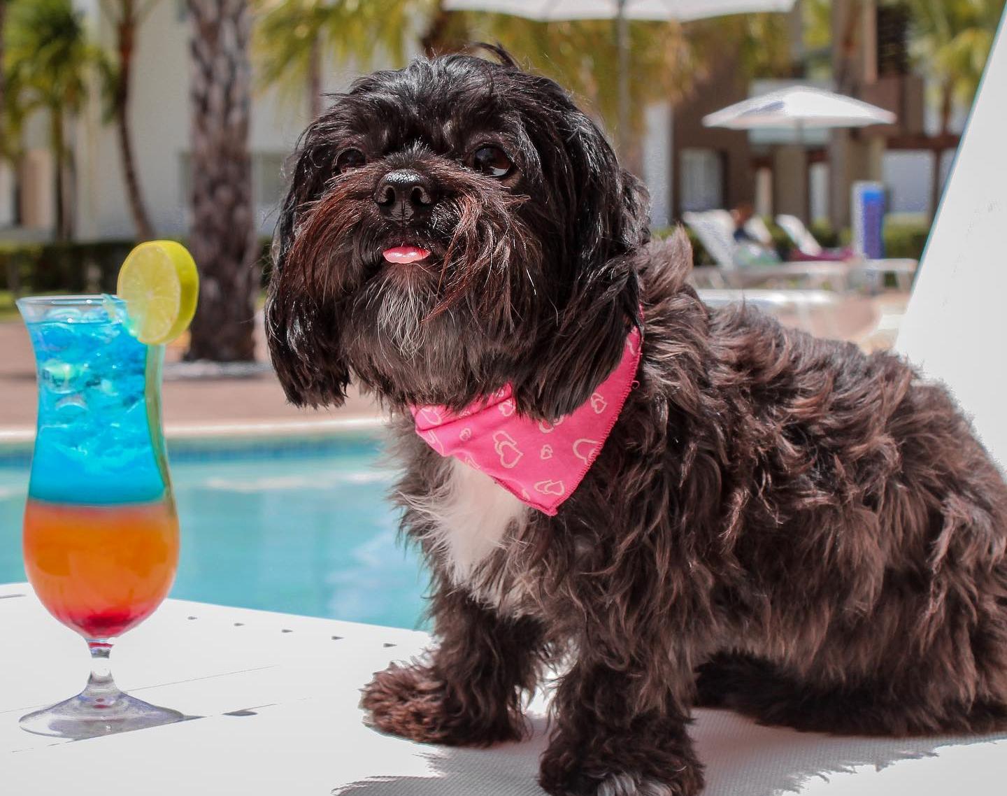 Dog at Radisson Blu Punta Cana by cocktail and pool