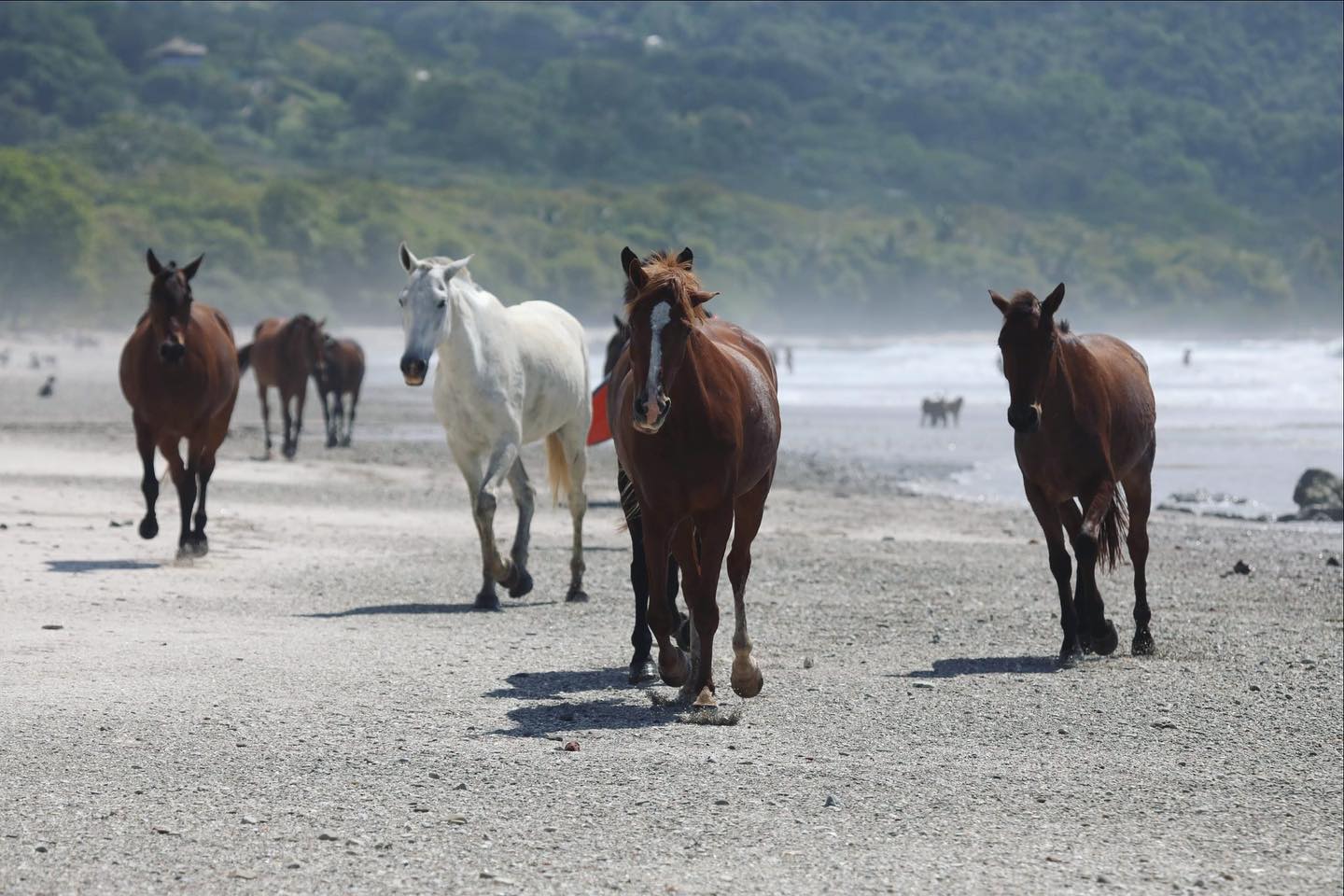 Horses run along a beach Horses run along a beach