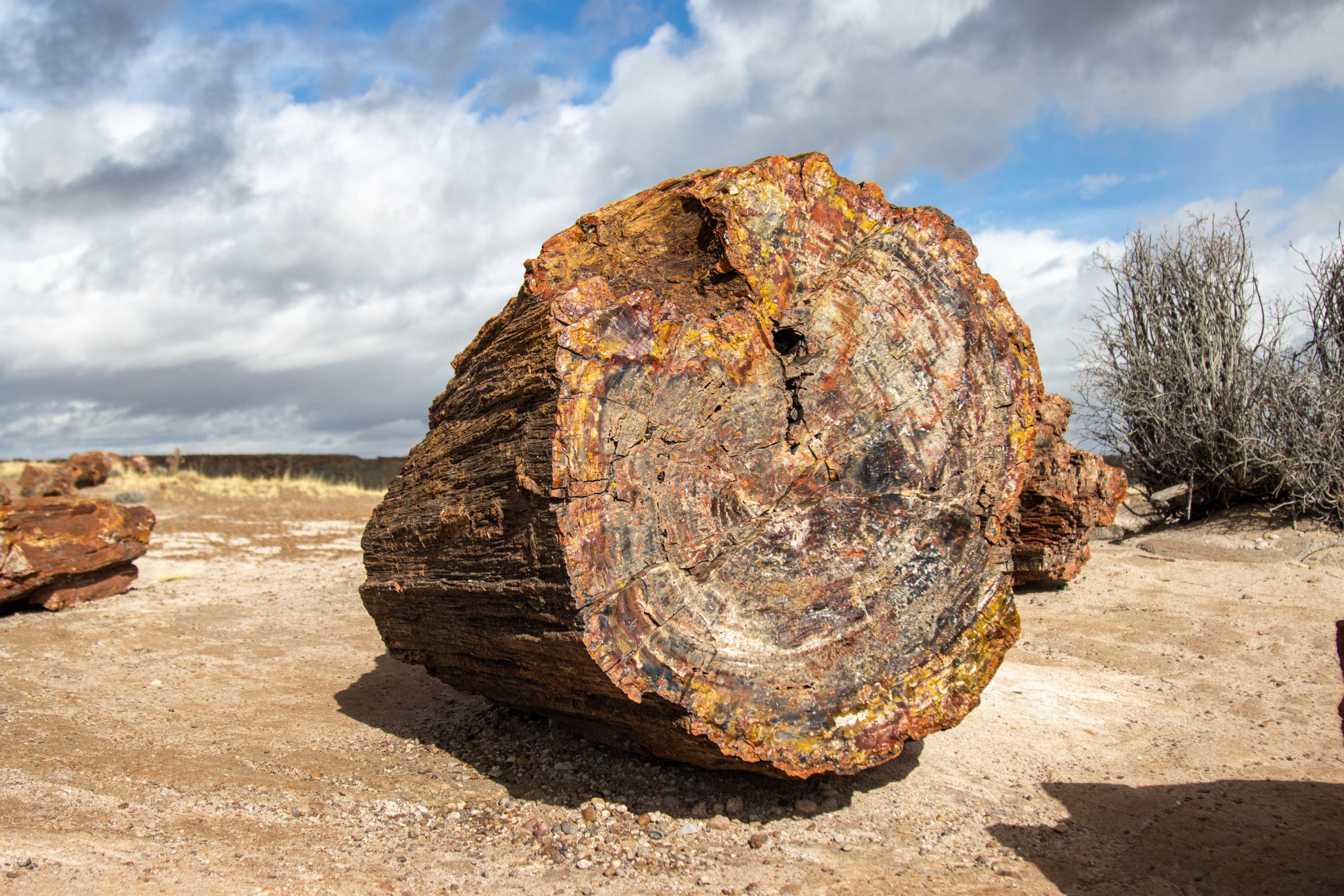 Petrified Forest National Park AZ USA