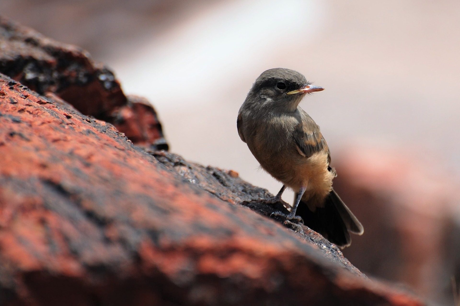 Petrified Forest National Park for Wildlife